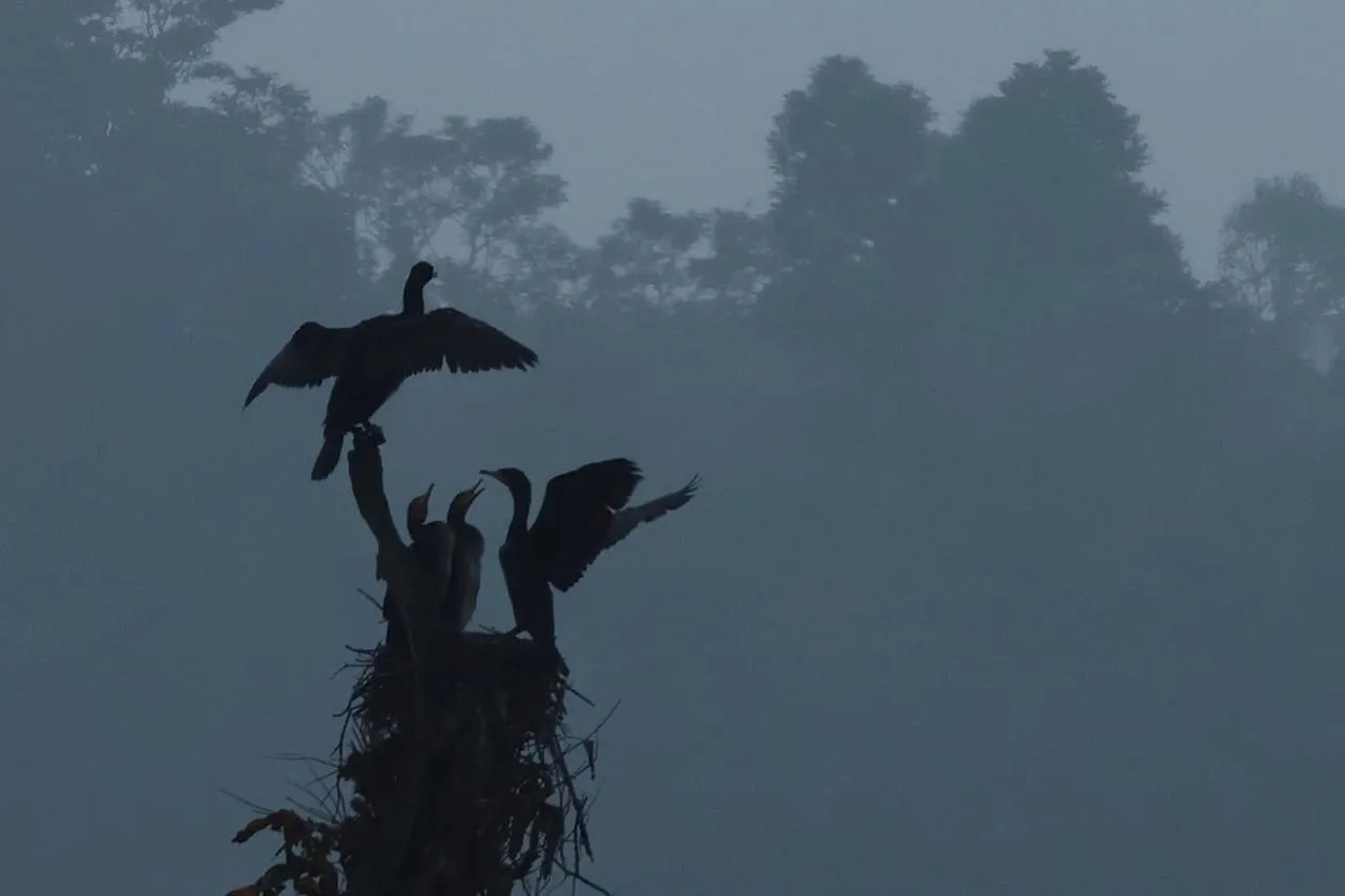 Natural landscape in Quadriya Palace