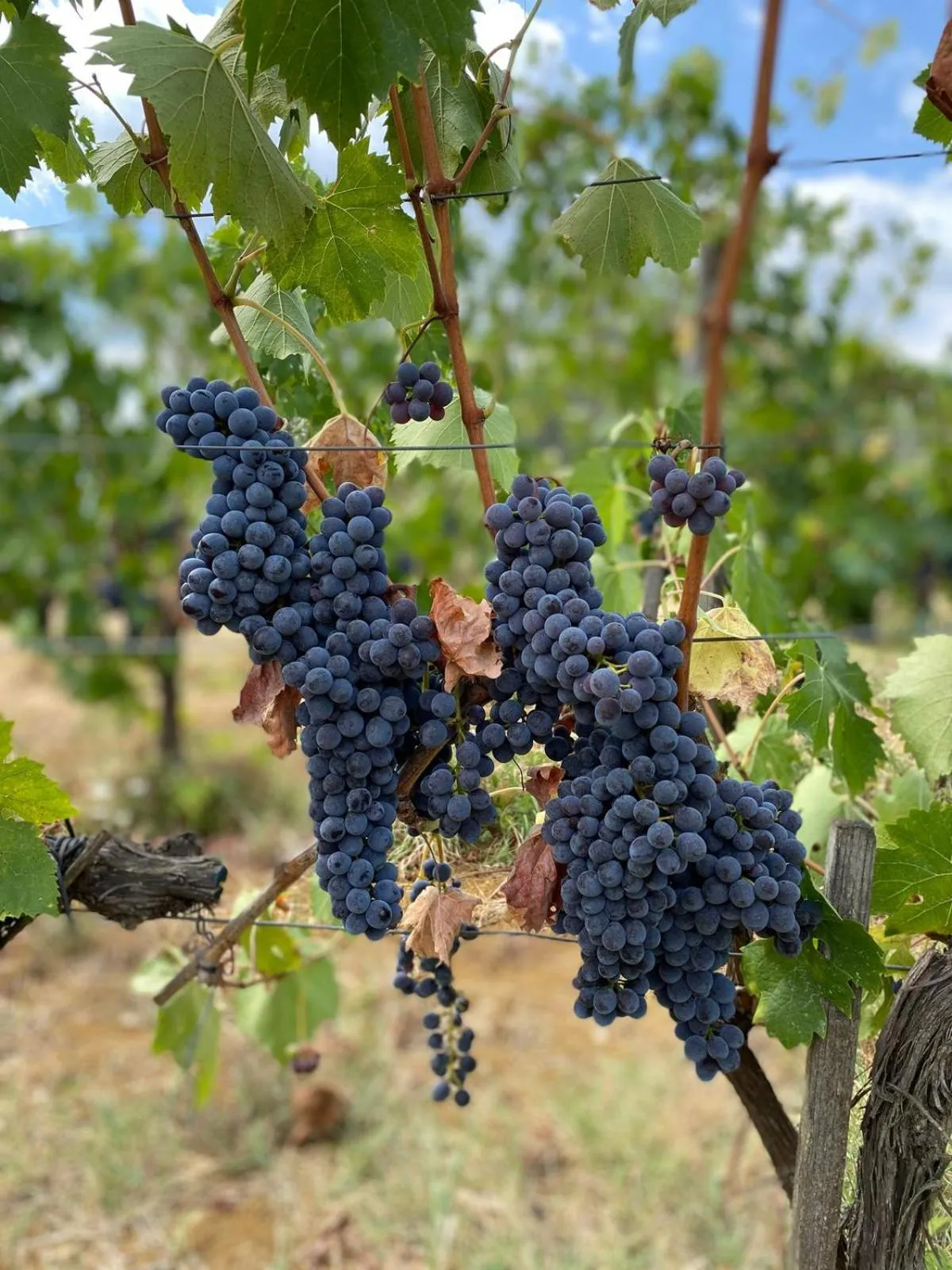 Natural landscape in Villa Medicea di Lilliano