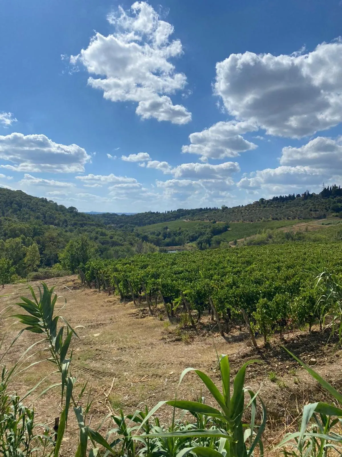 Natural landscape in Villa Medicea di Lilliano