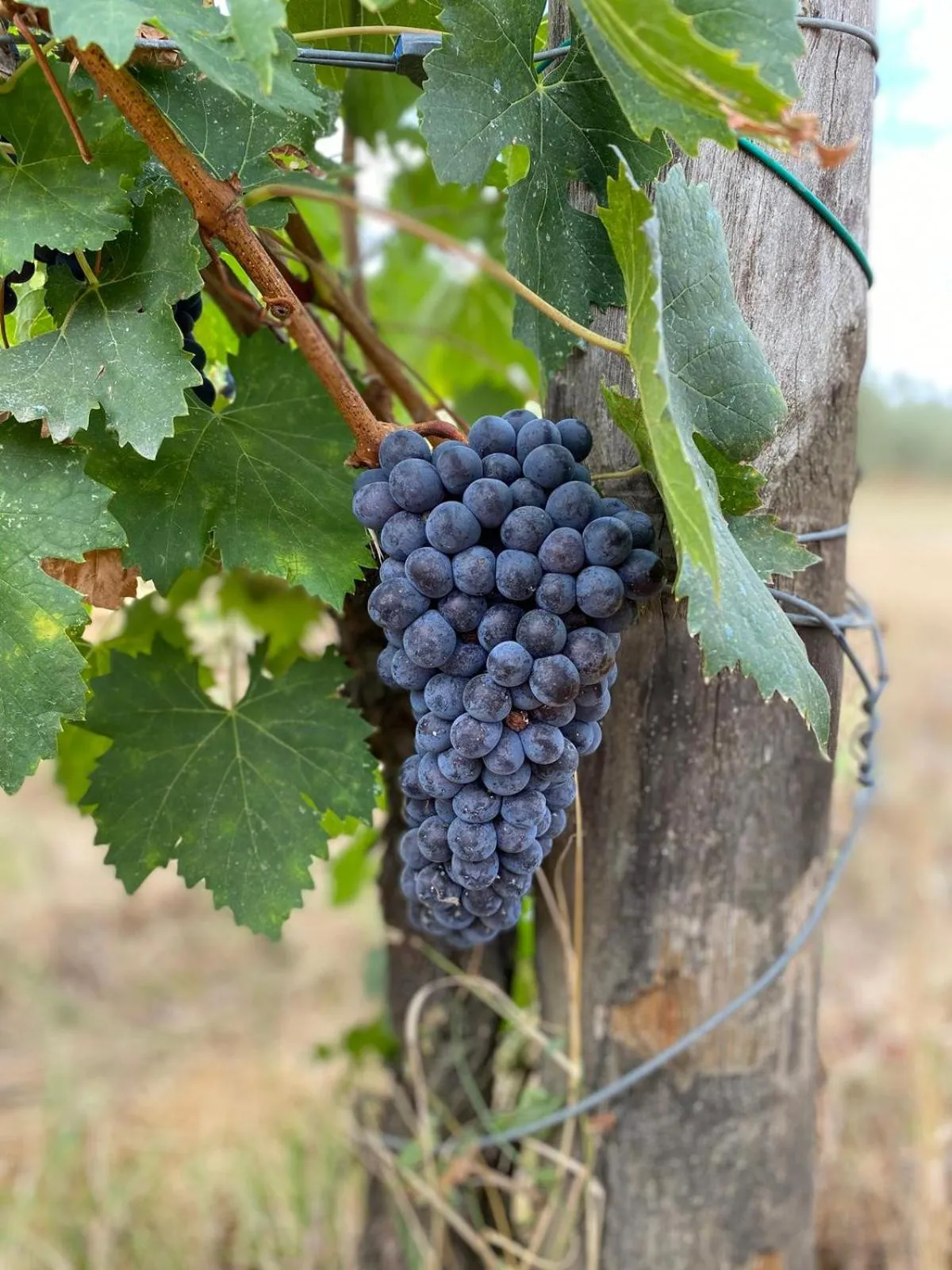 Natural landscape in Villa Medicea di Lilliano