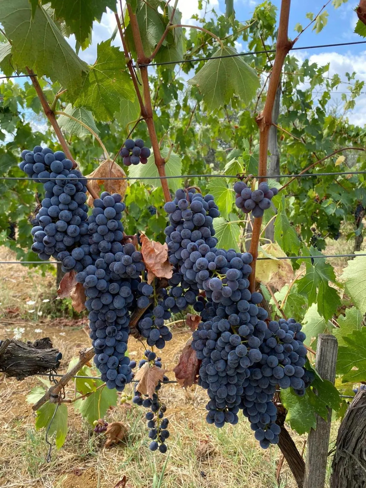 Natural landscape in Villa Medicea di Lilliano