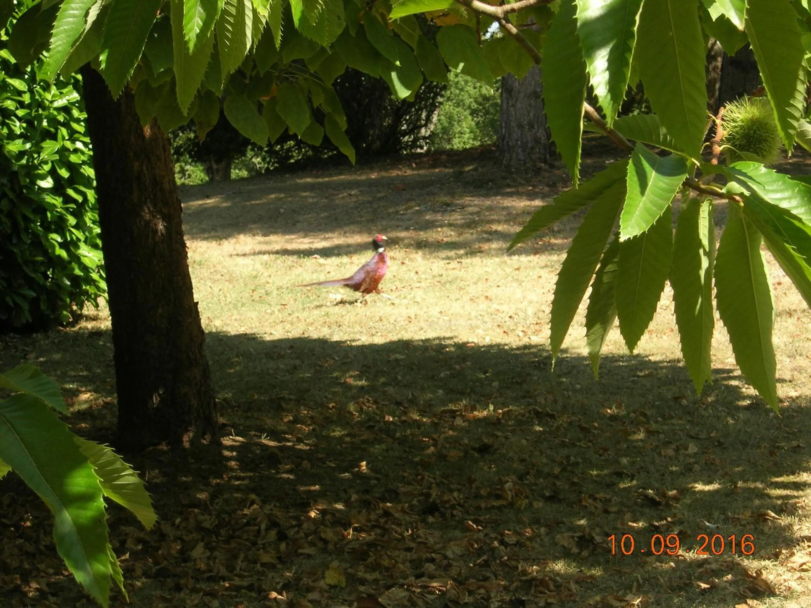 Animals in Le Colombier