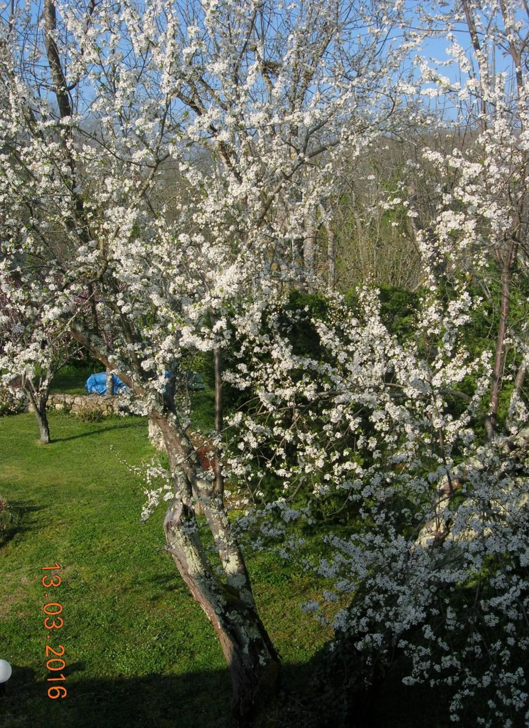 Garden in Le Colombier