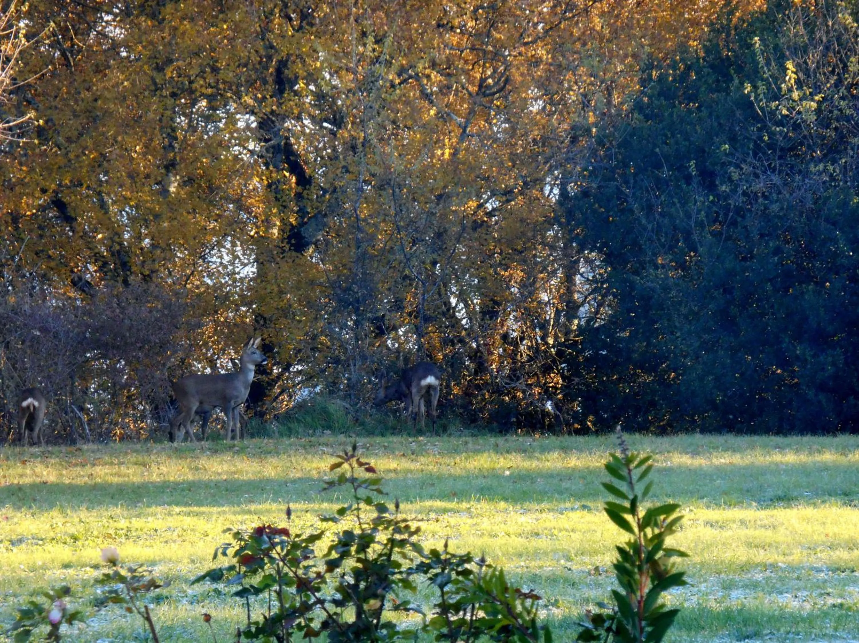 Garden in Le Colombier