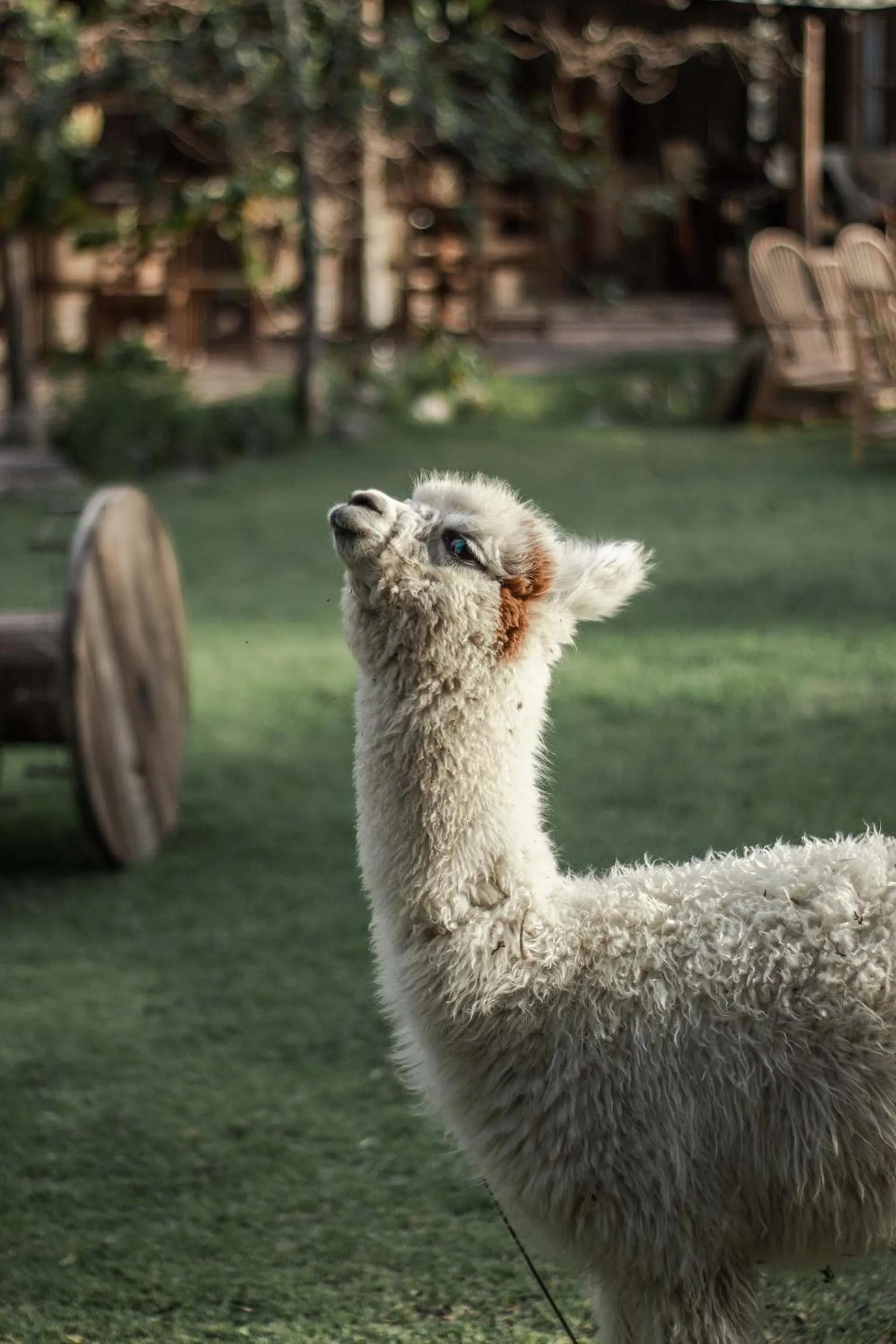 Animals in Andean Wings Valley