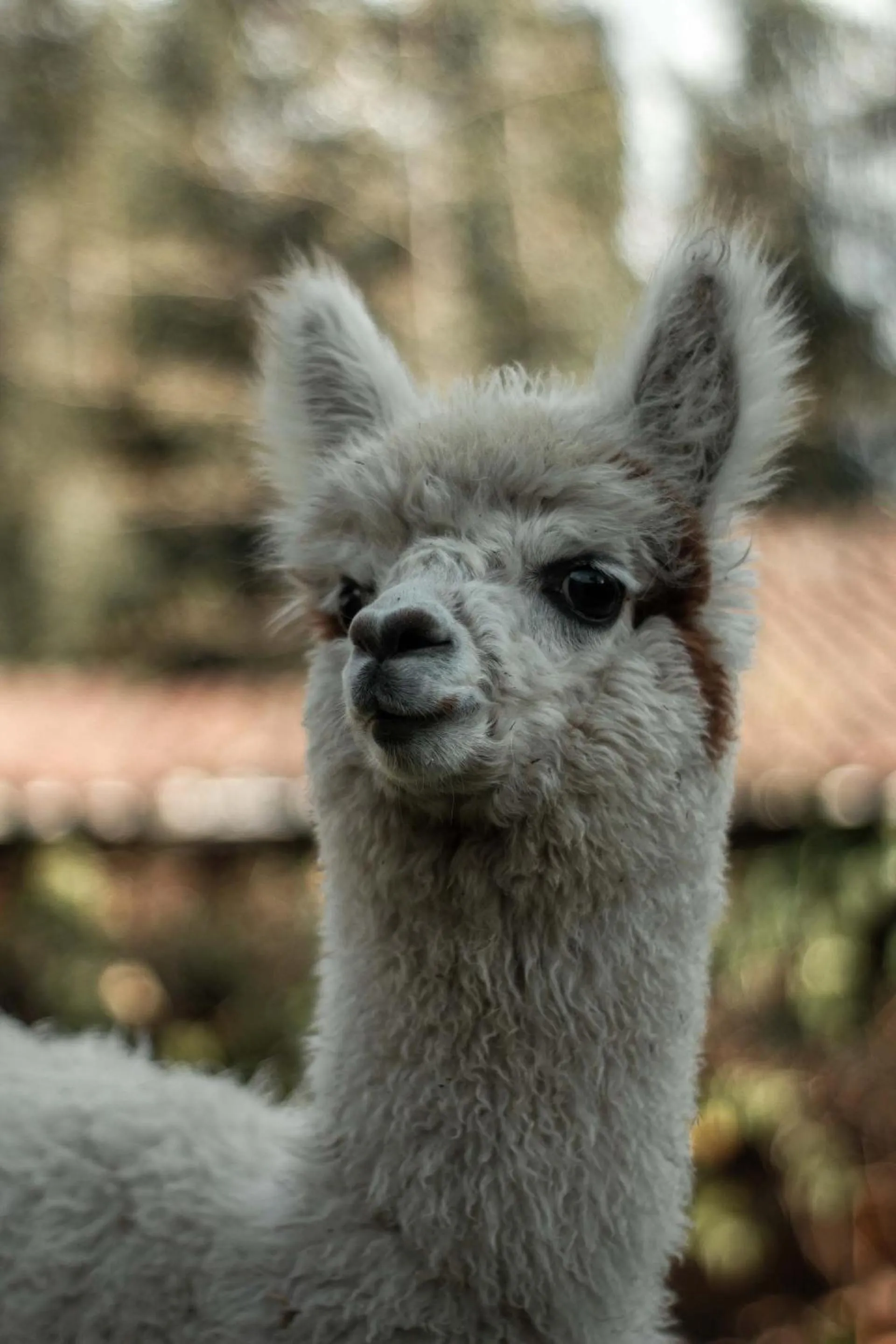 Animals in Andean Wings Valley