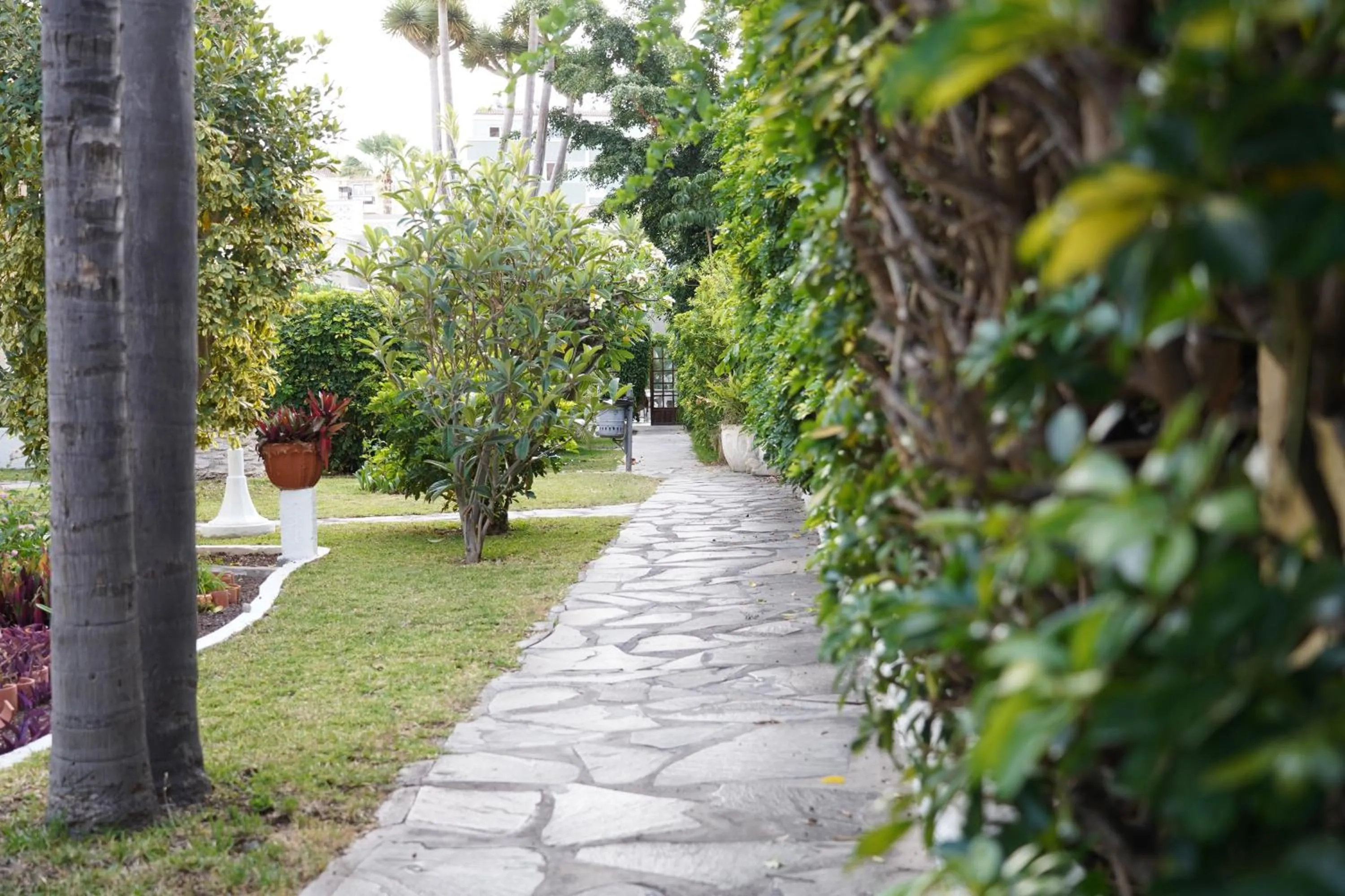Garden in Hotel RF San Borondon