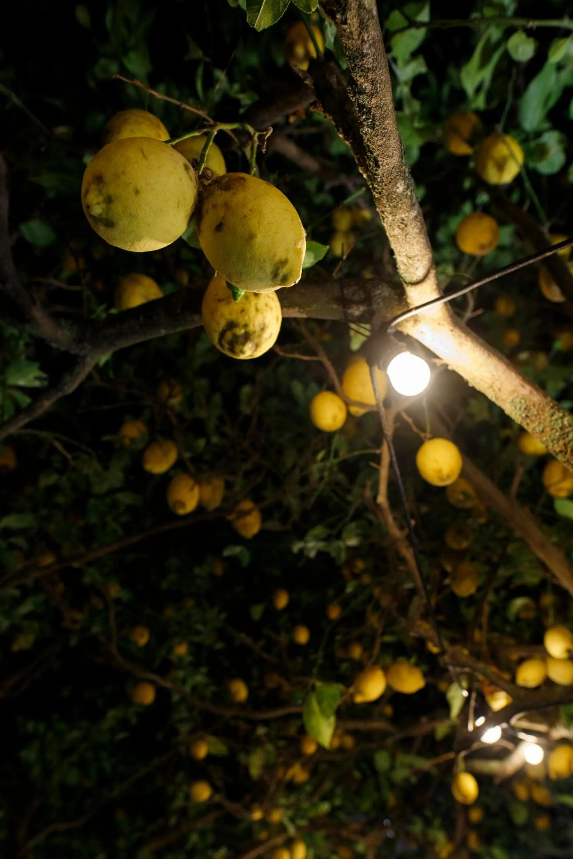 Garden in La Casa sul Faro
