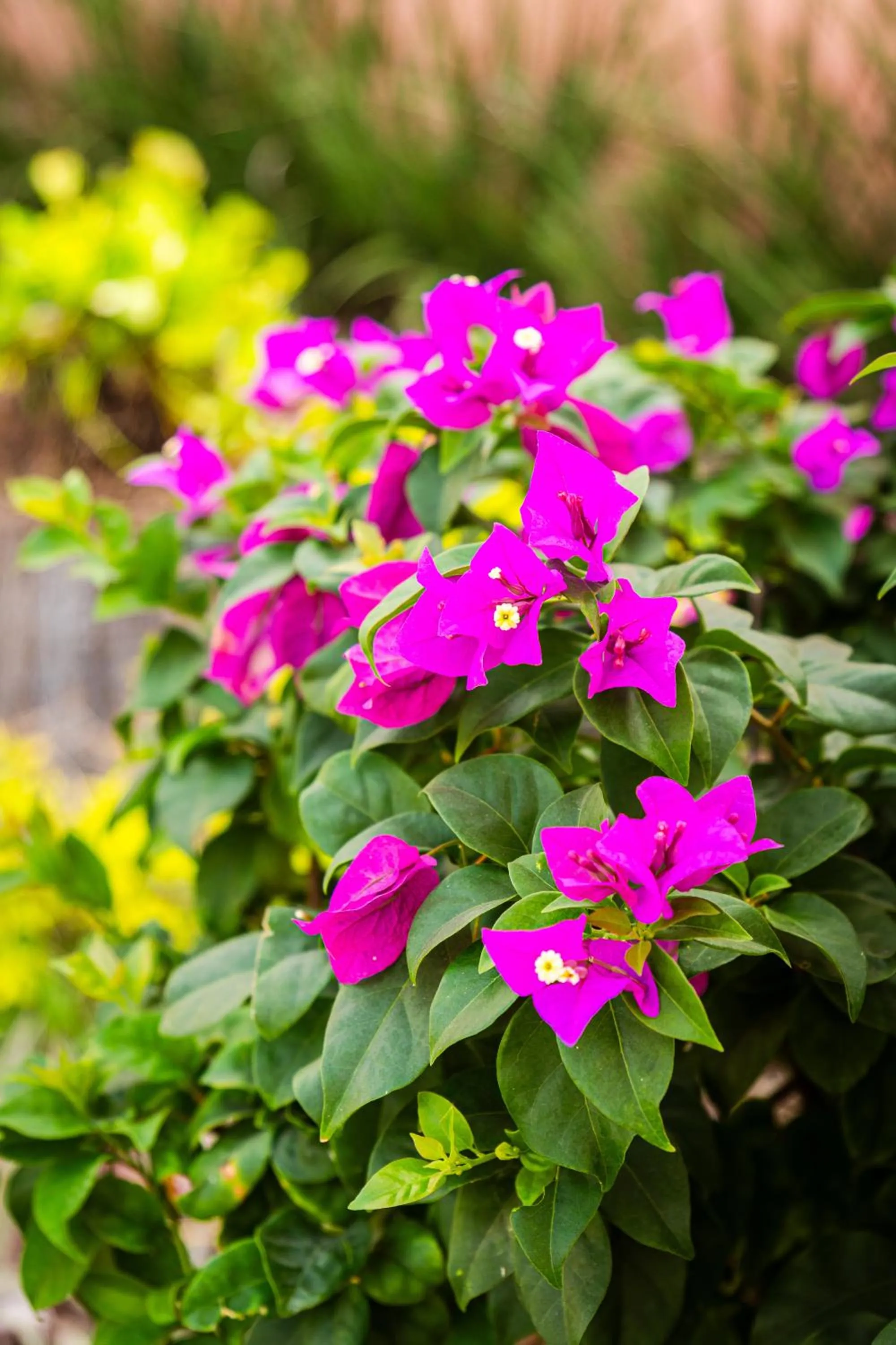 Garden in La Posada Hotel Boutique