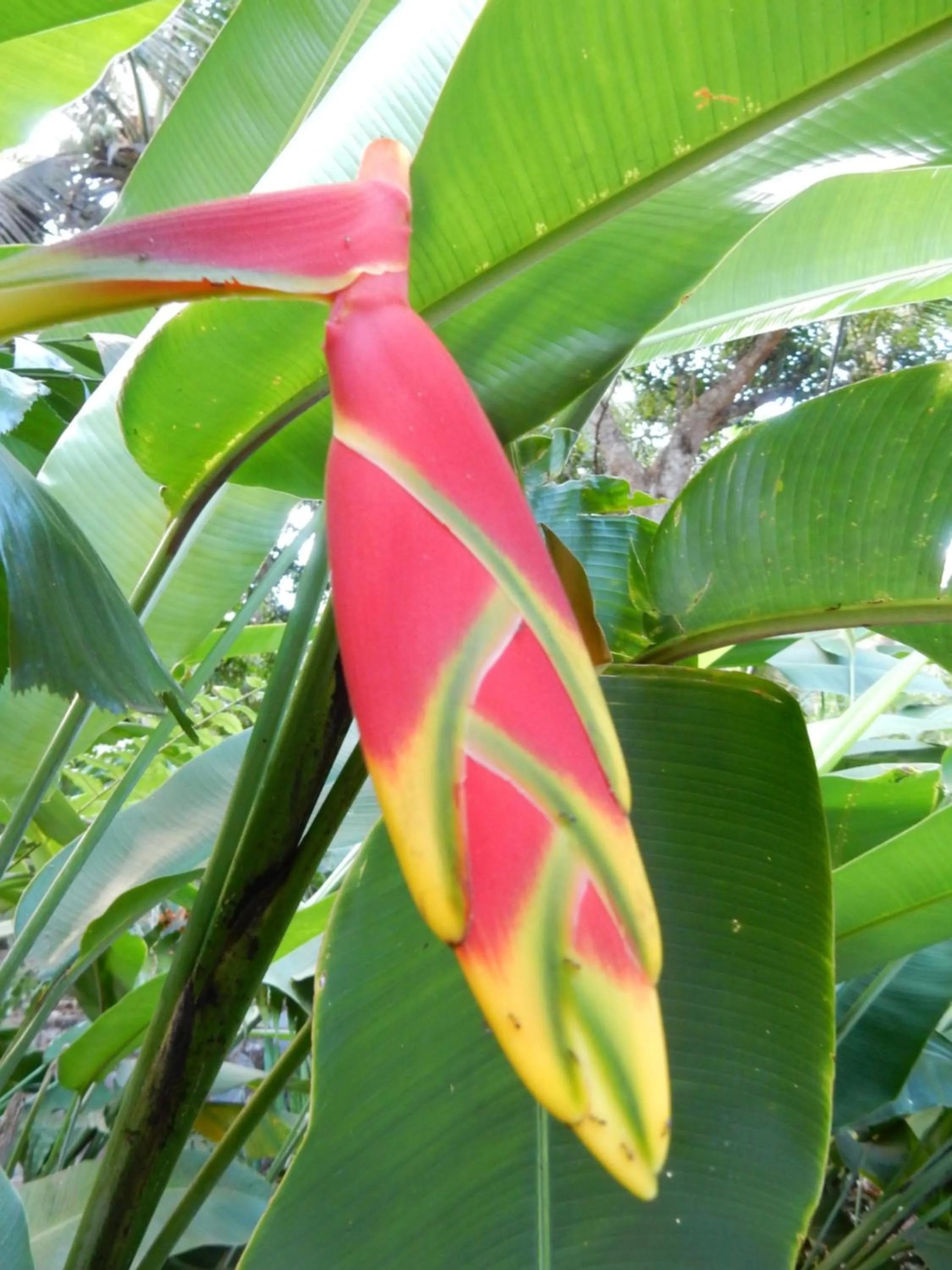 Garden in Sarl Mayoume