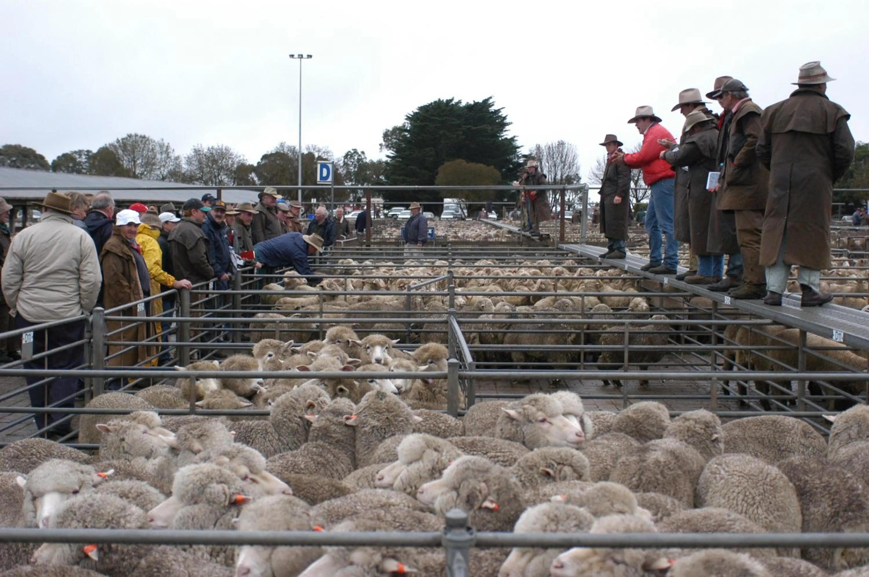 Animals in Hamilton Caravan Park