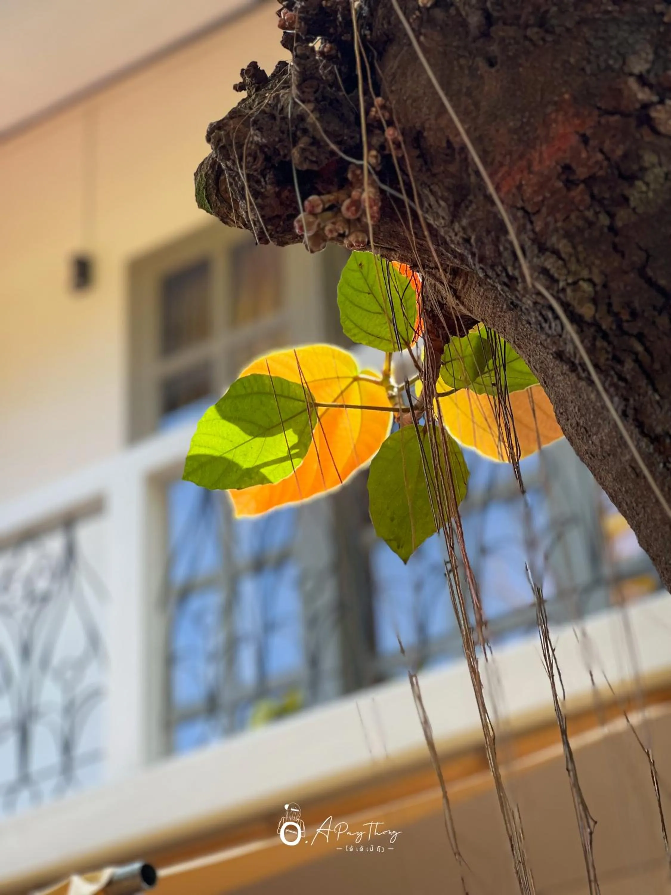 Day in SamaiLaos Residence