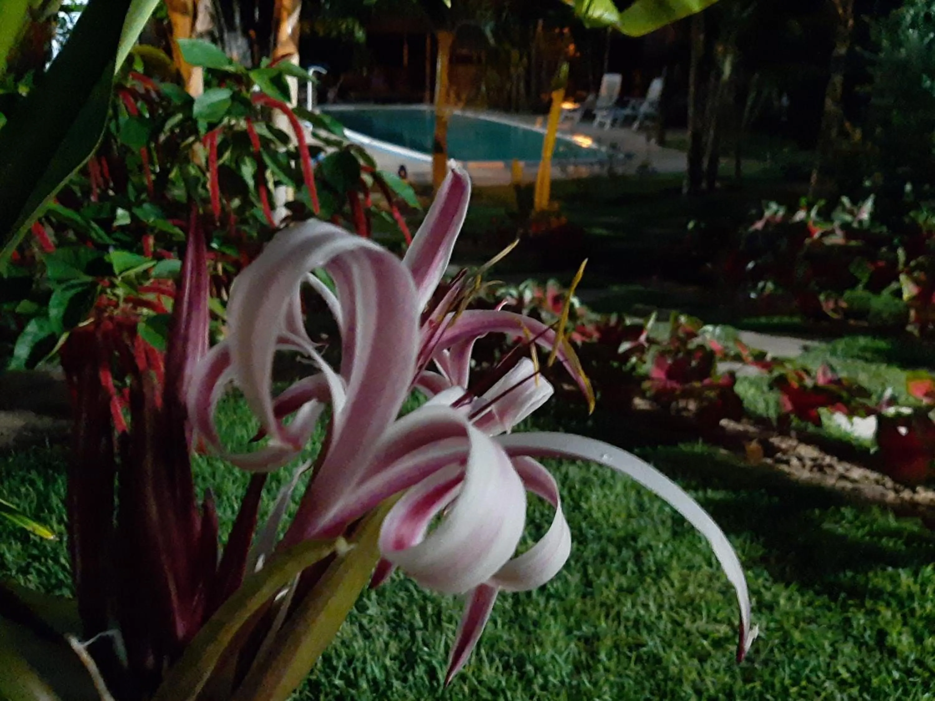 Garden in Hawaii Flats