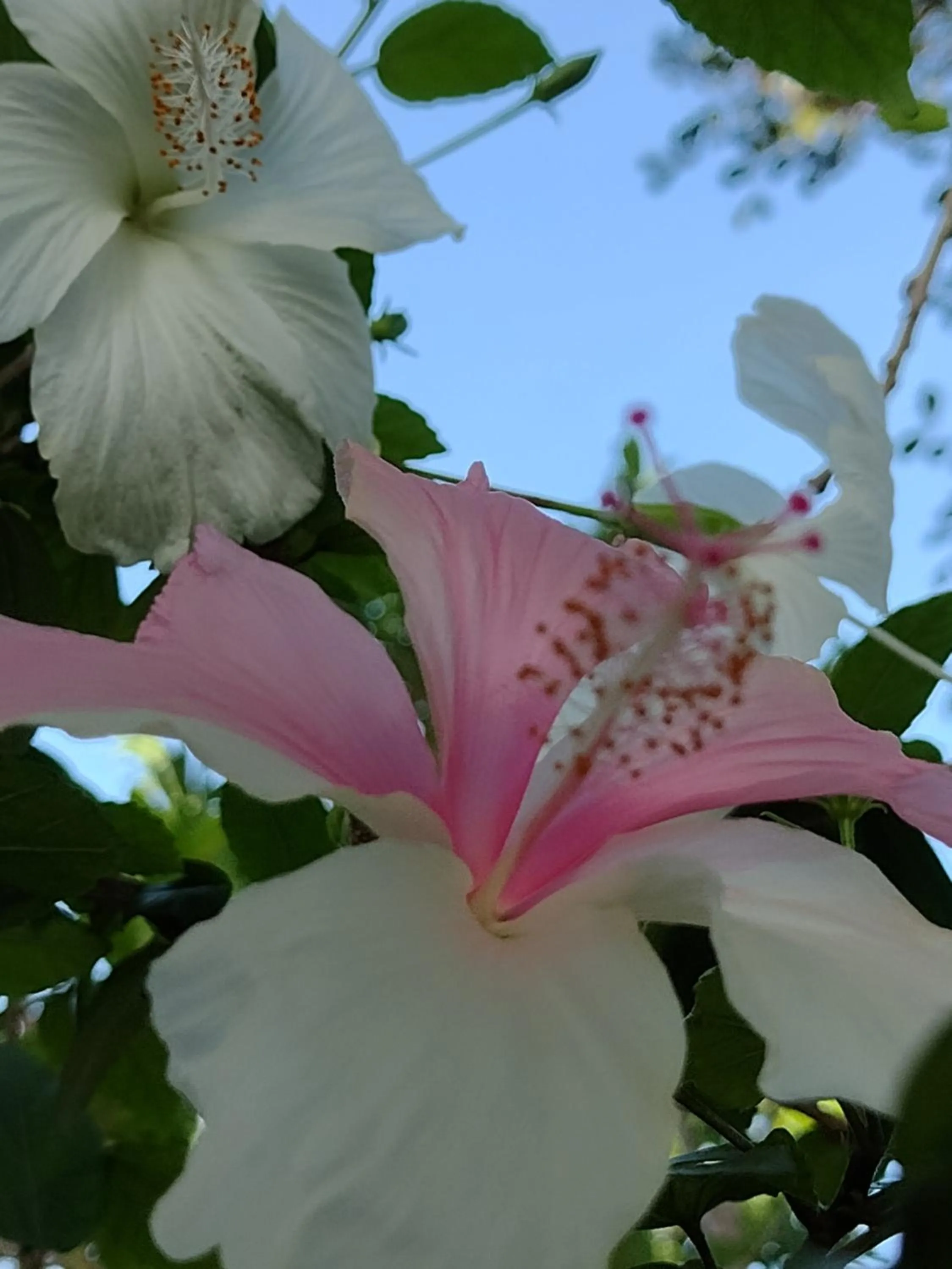 Garden in Hawaii Flats