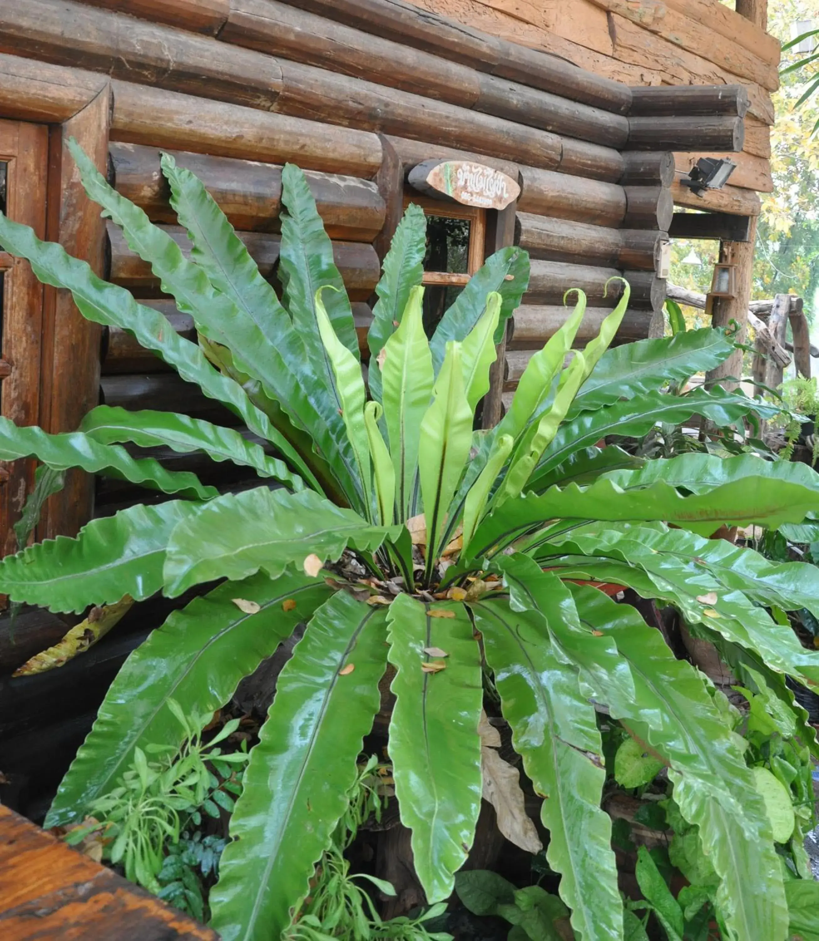 Facade/entrance in Baanmai Phaipa House Facade/entrance in Baanmai Phaipa House