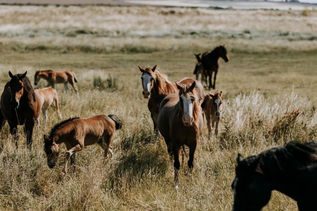 Natural landscape in The Ferry House