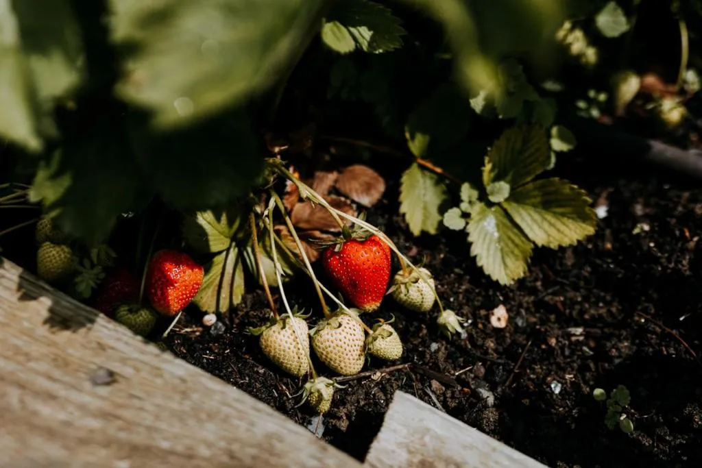 Garden in The Ferry House