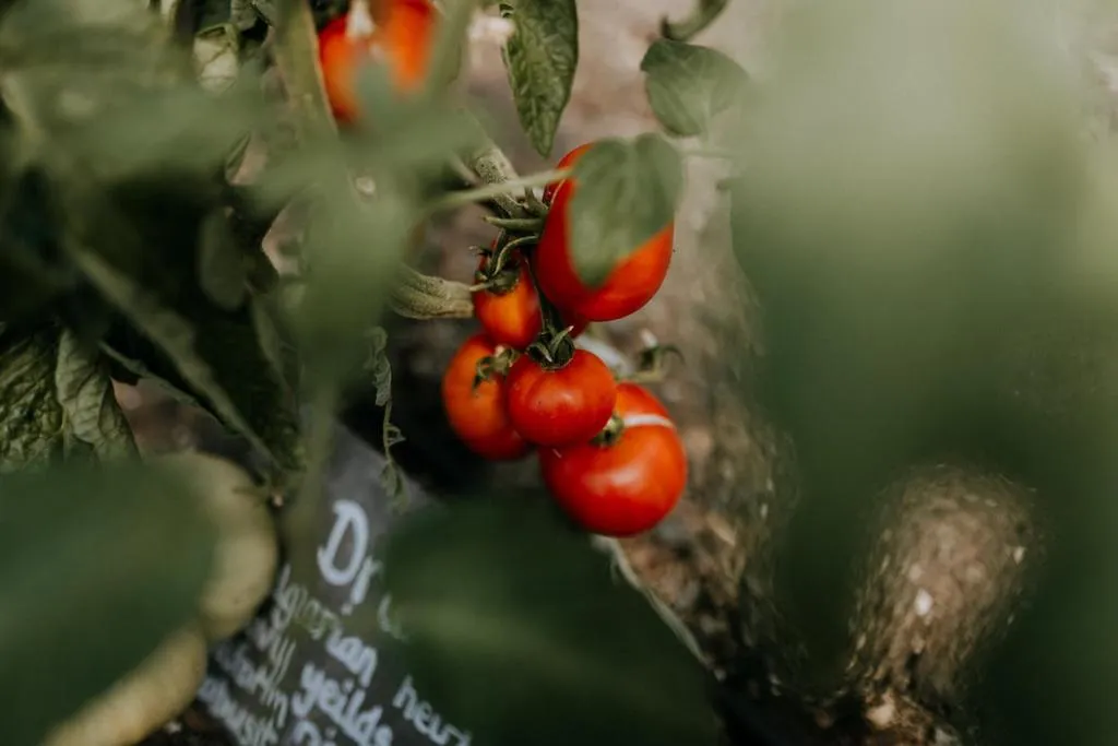 Garden in The Ferry House