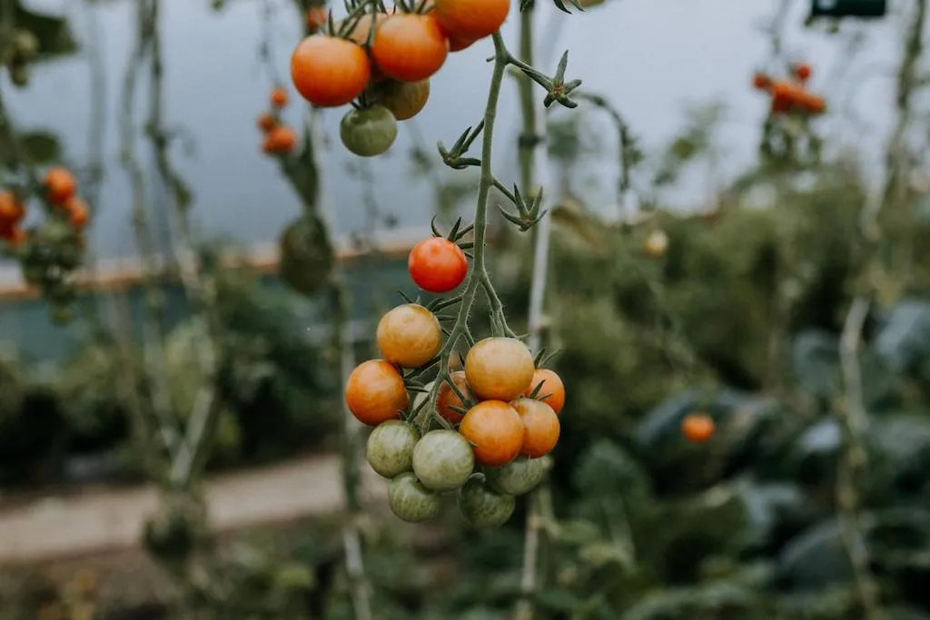Garden in The Ferry House