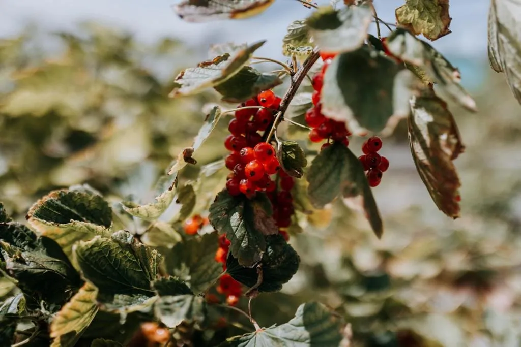 Garden in The Ferry House