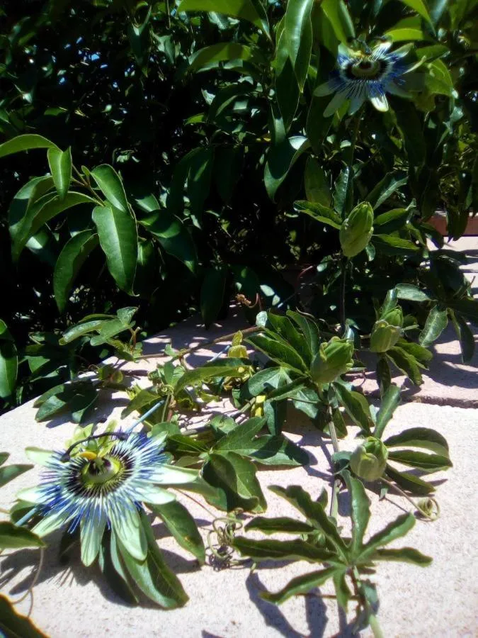 Garden in B&B Casa te la Bradamante