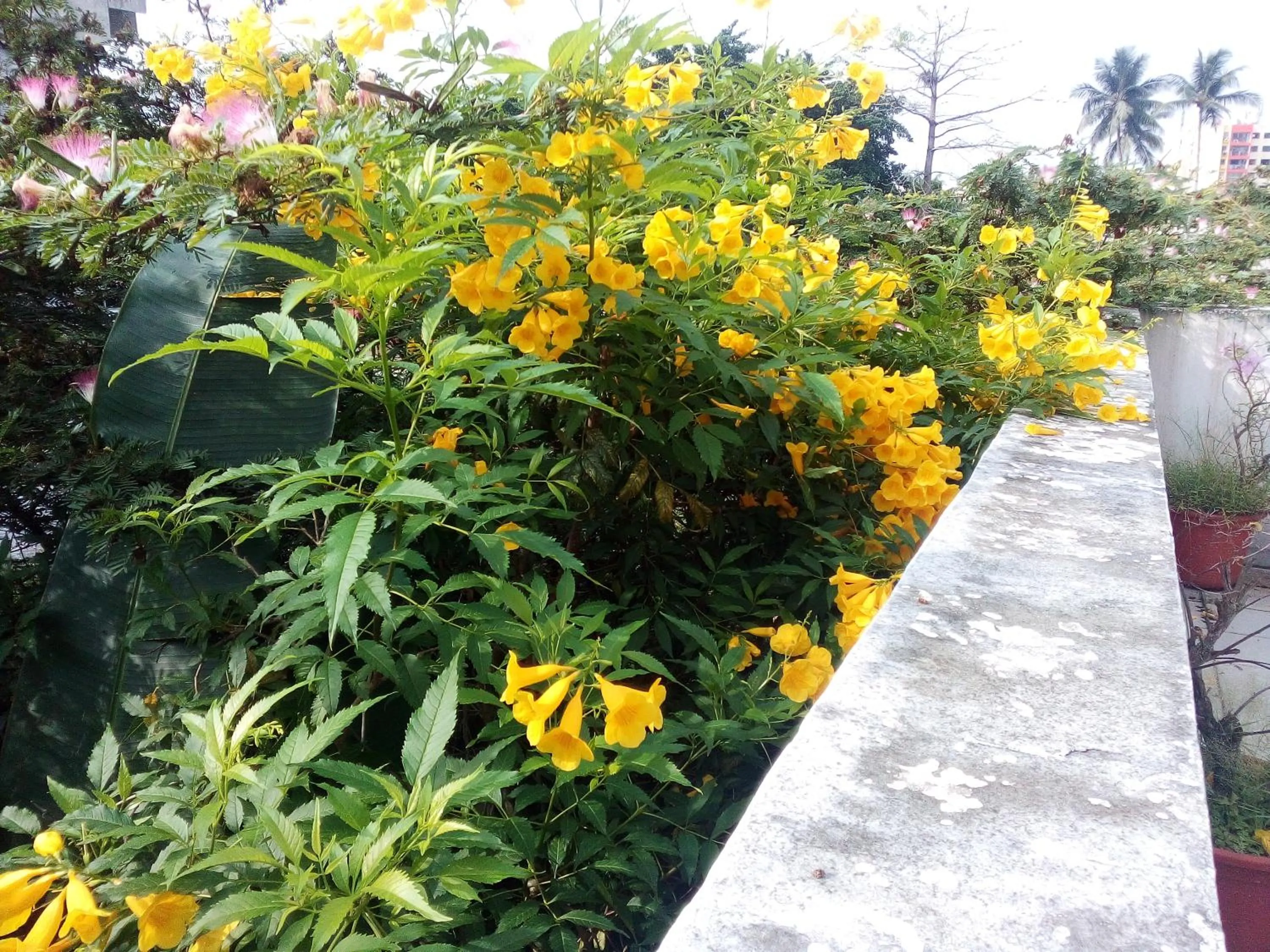 Garden view in Villa Mango