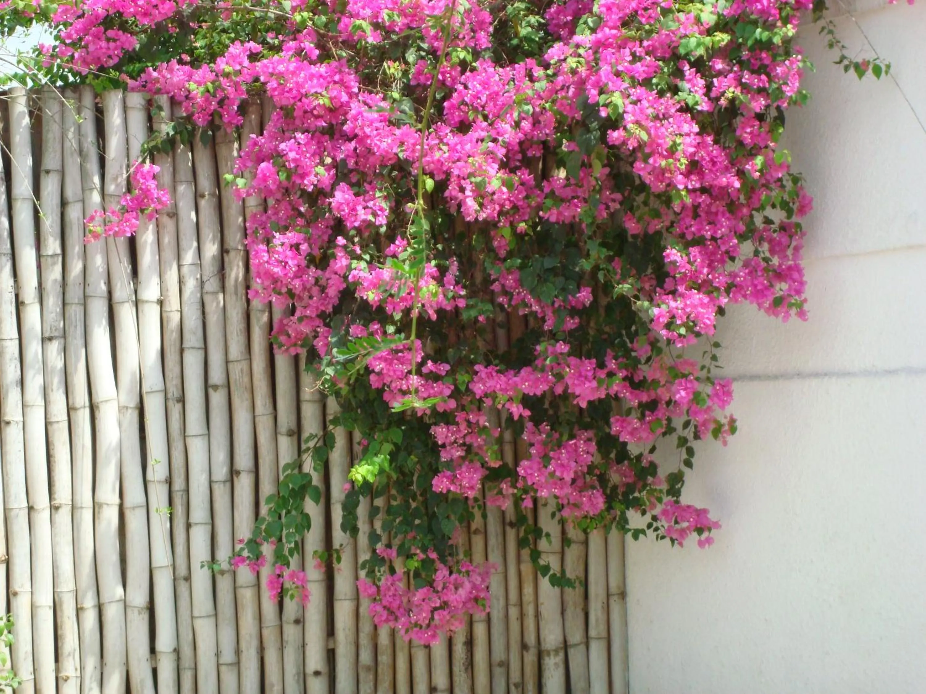 Decorative detail in Villa Mango