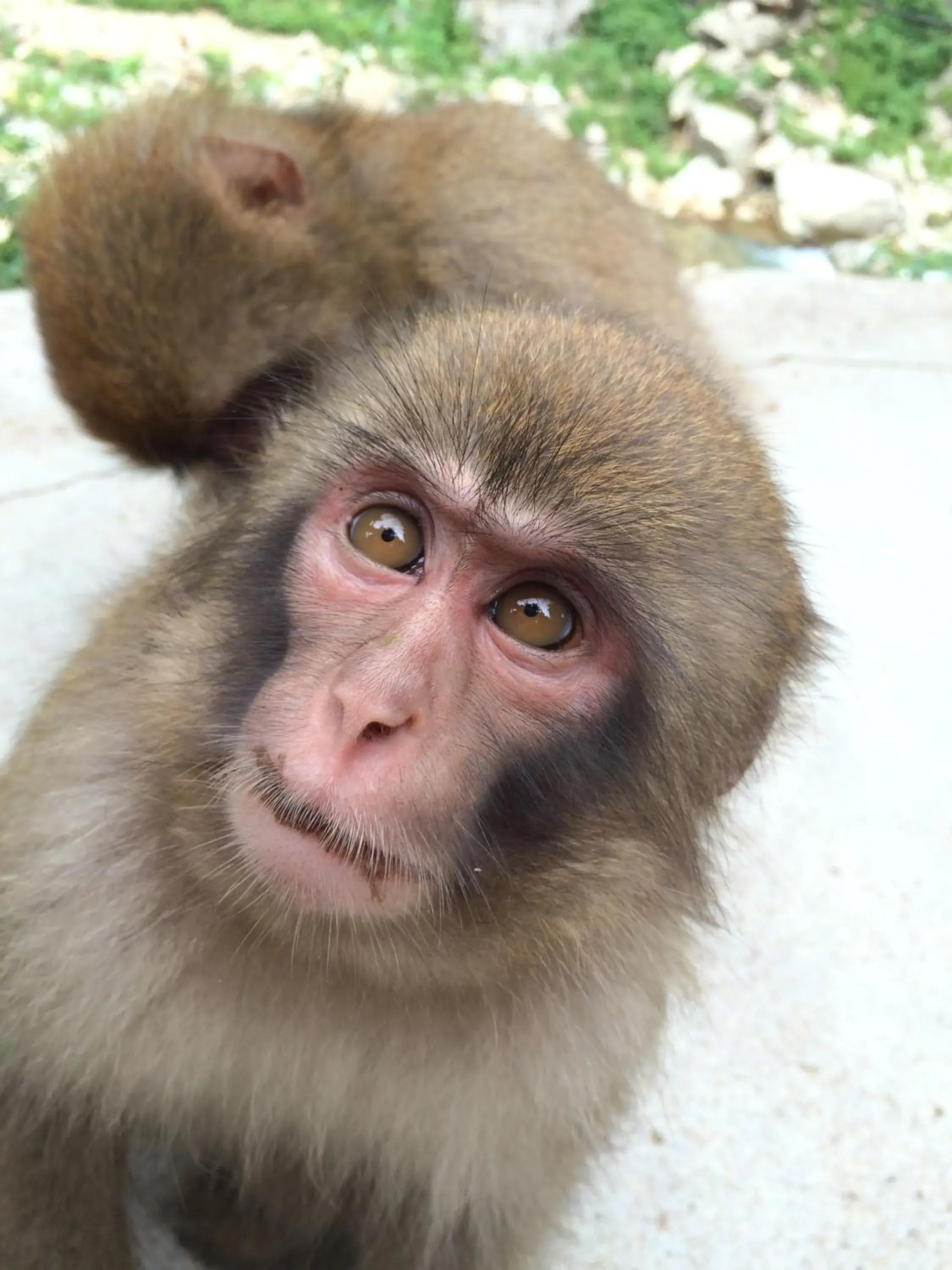 Off site, Other Animals in Koishiya Ryokan