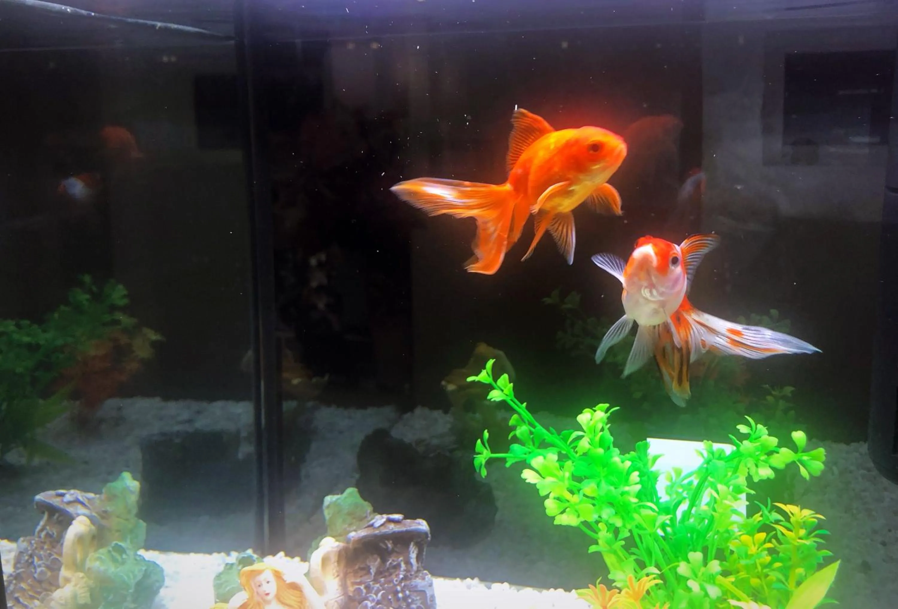 Animals in Il Giardino Di Adriana