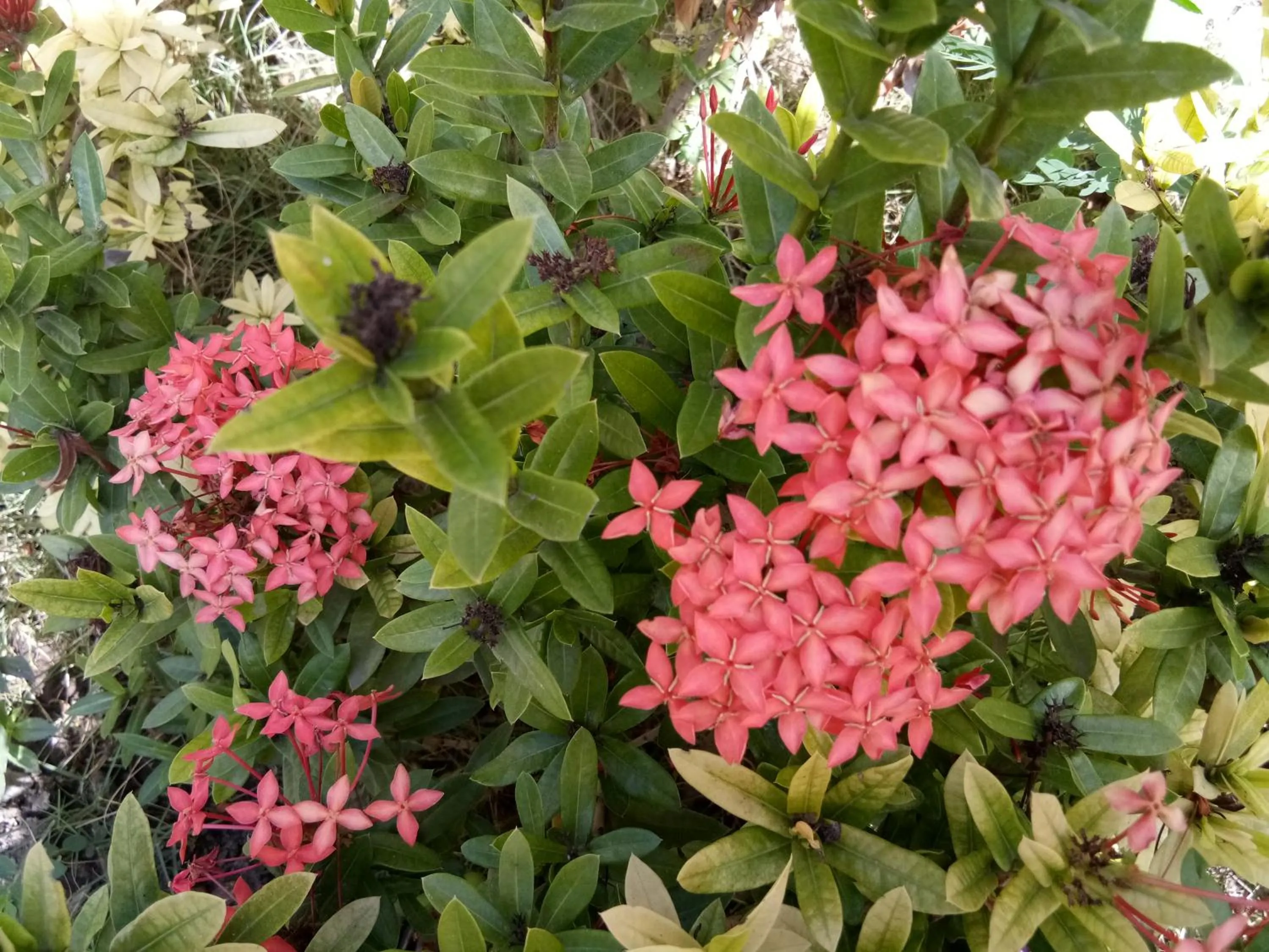 Natural landscape in Puri Batu Inn