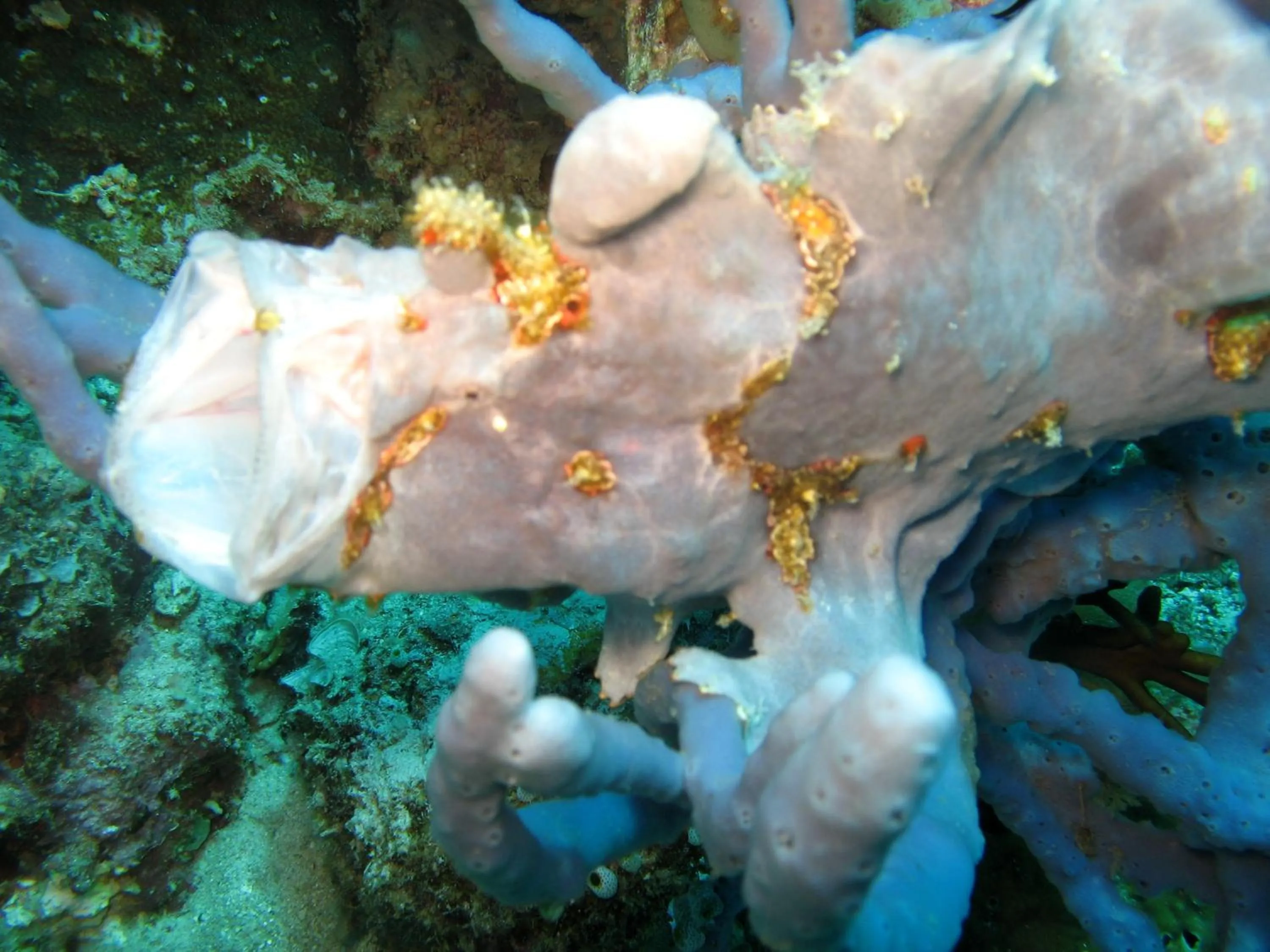 Diving in Puri Batu Inn