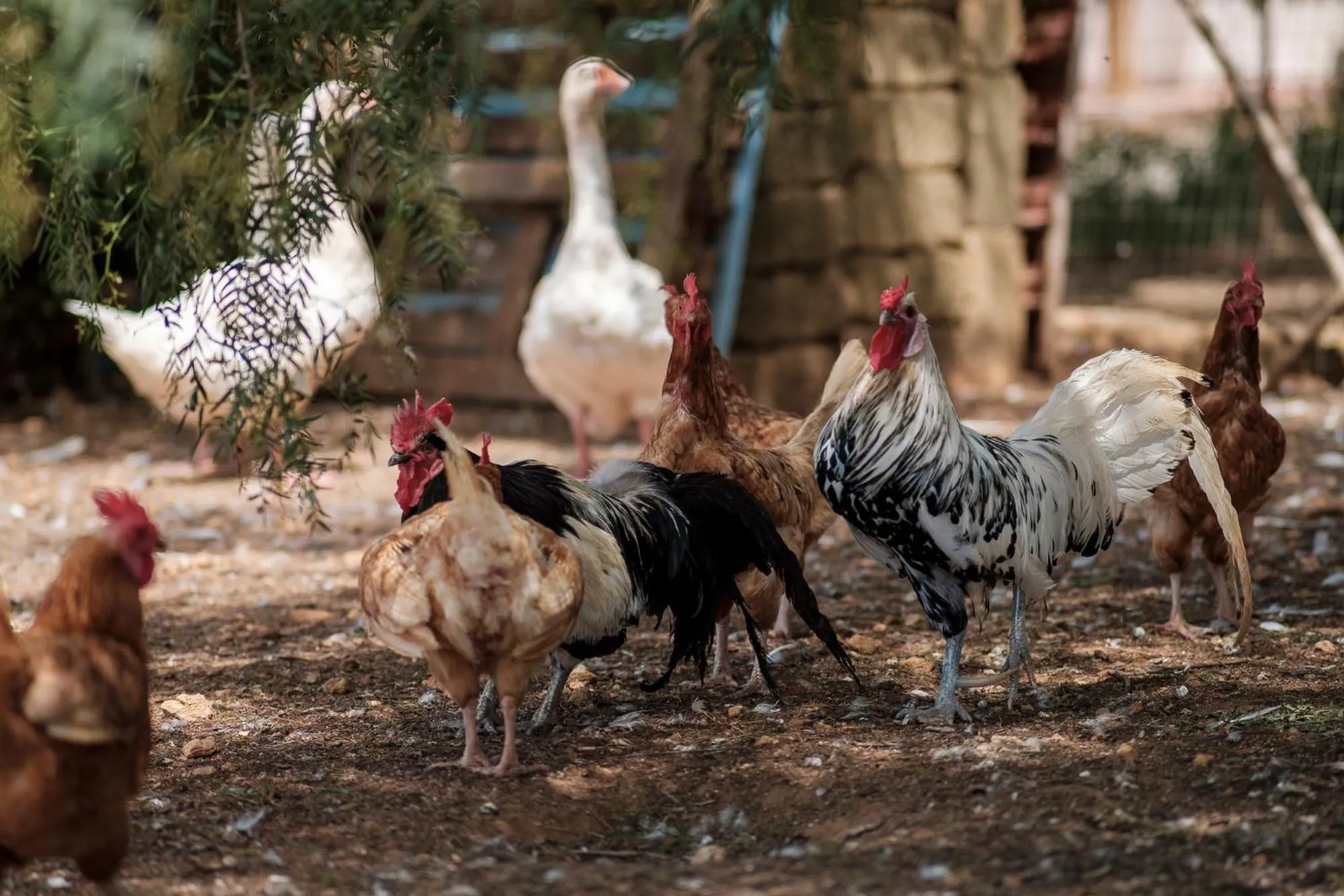 Animals in Case Di Latomie