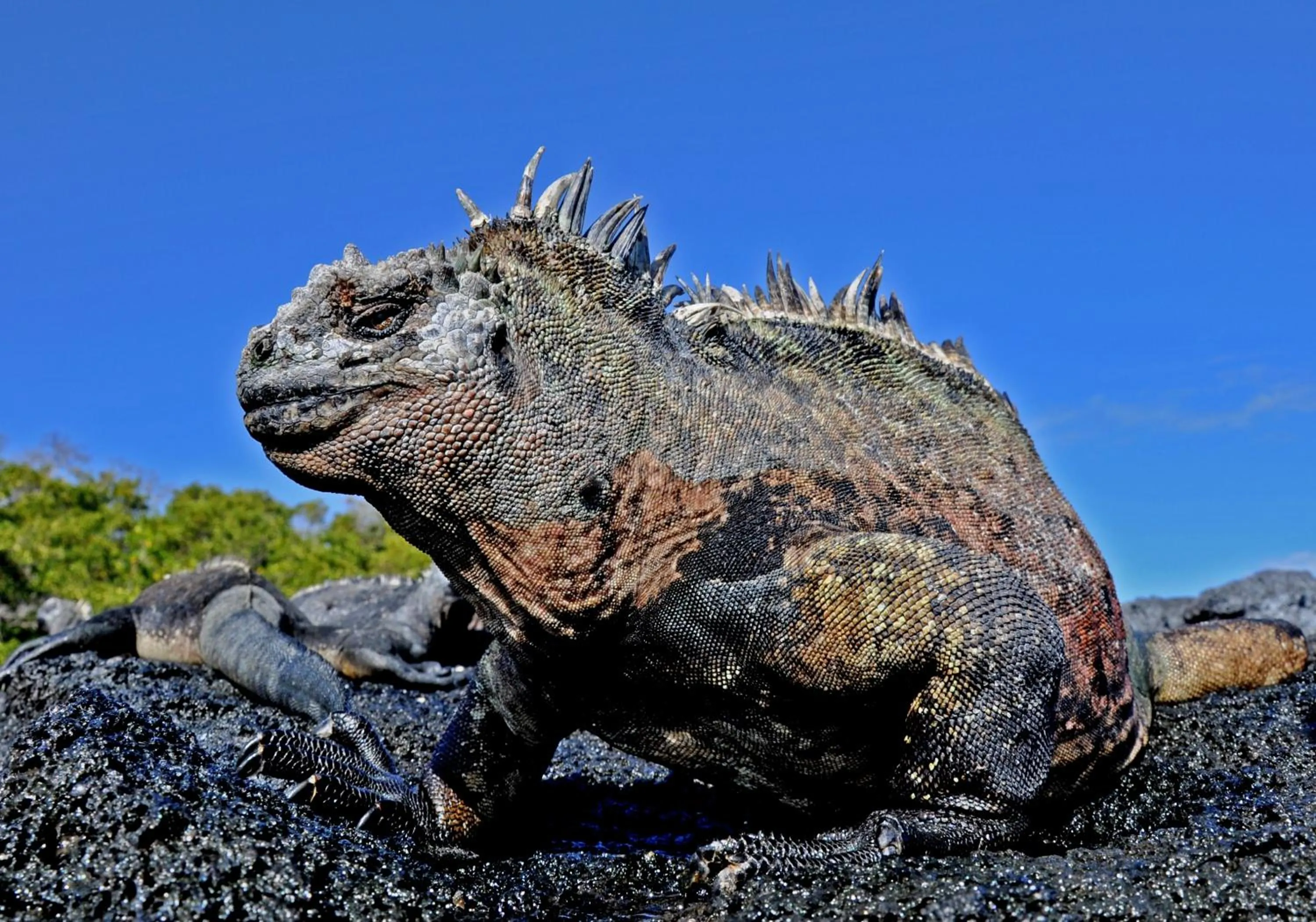 Animals in Galápagos Eco Friendly