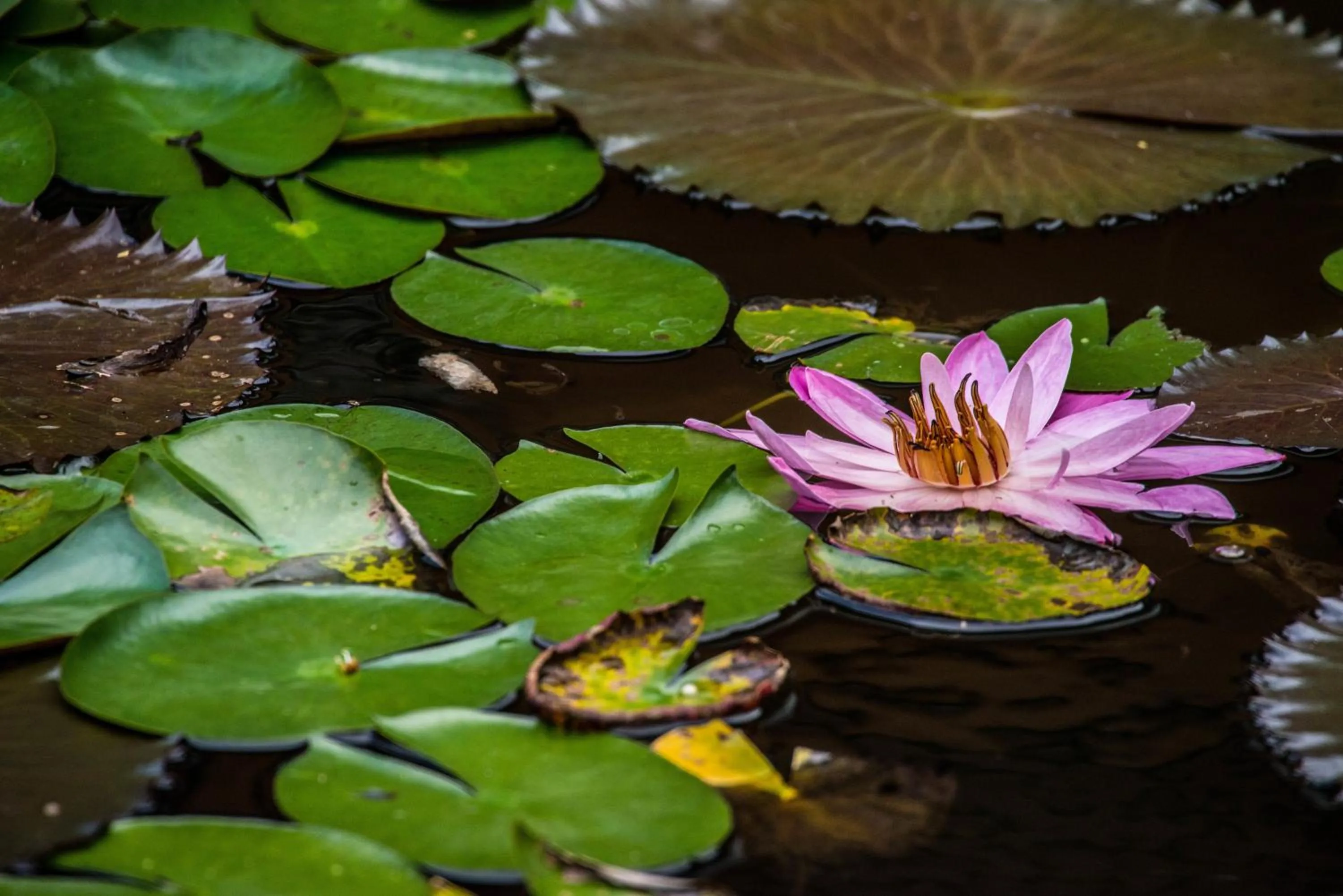 Animals in Lucky Bug Bed And Breakfast