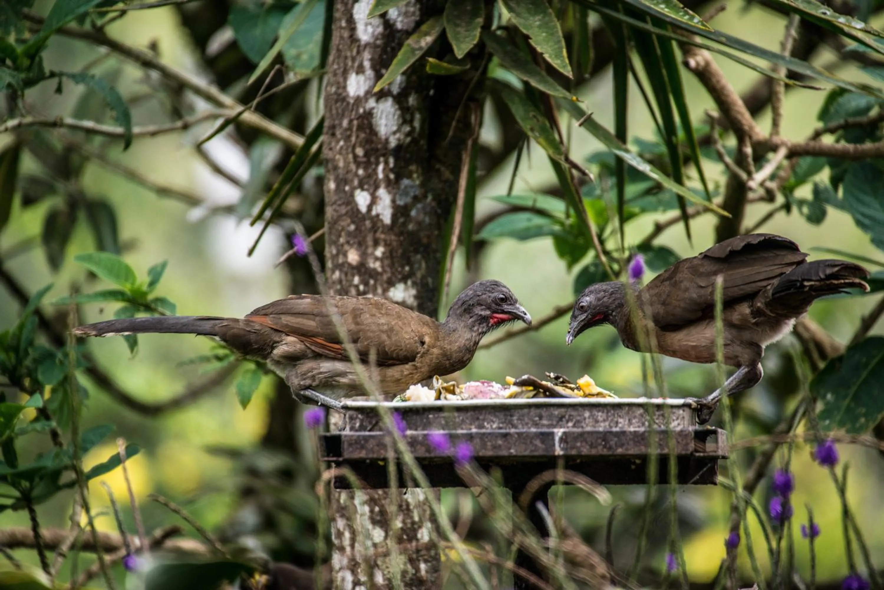 Animals in Lucky Bug Bed And Breakfast