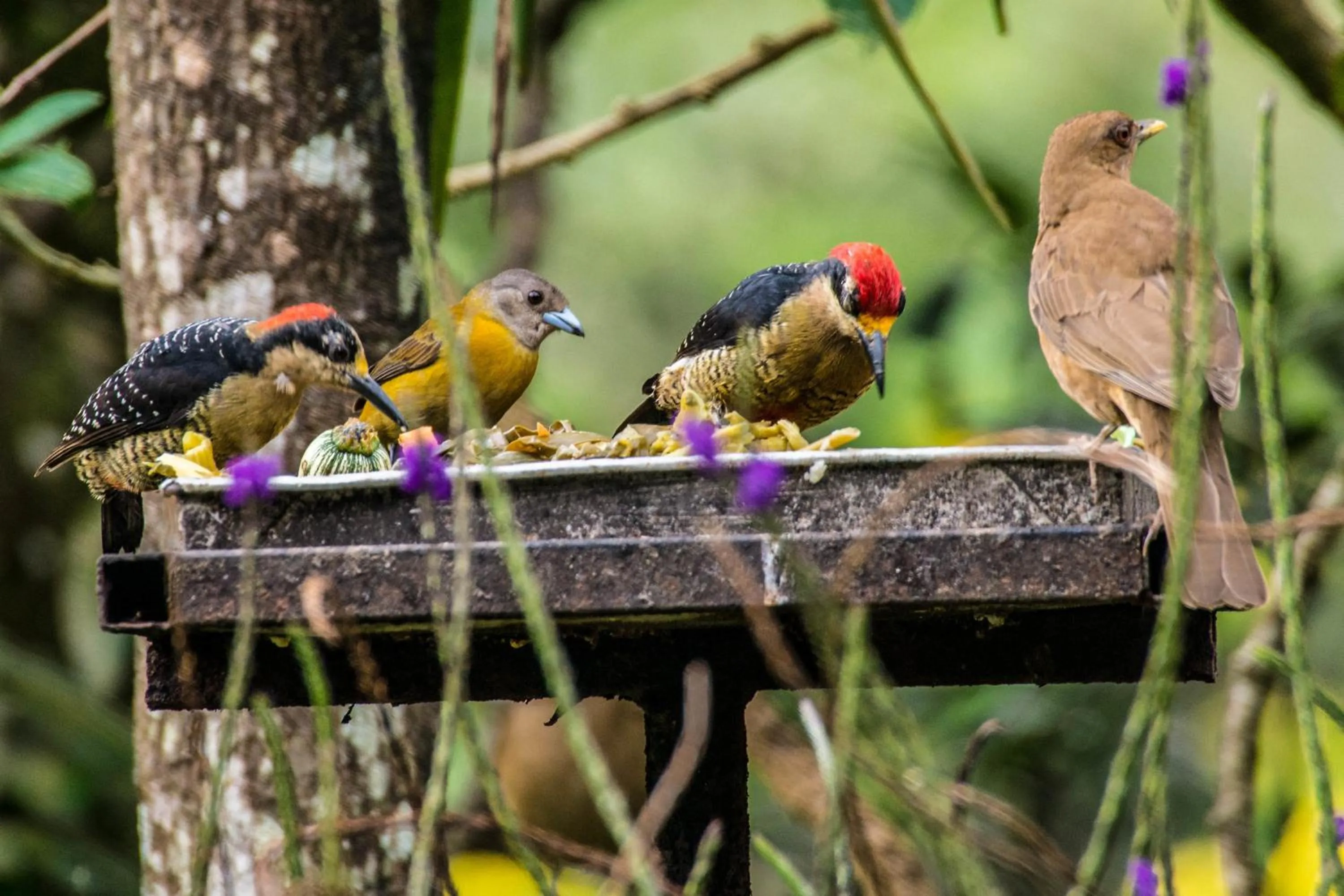 Animals in Lucky Bug Bed And Breakfast