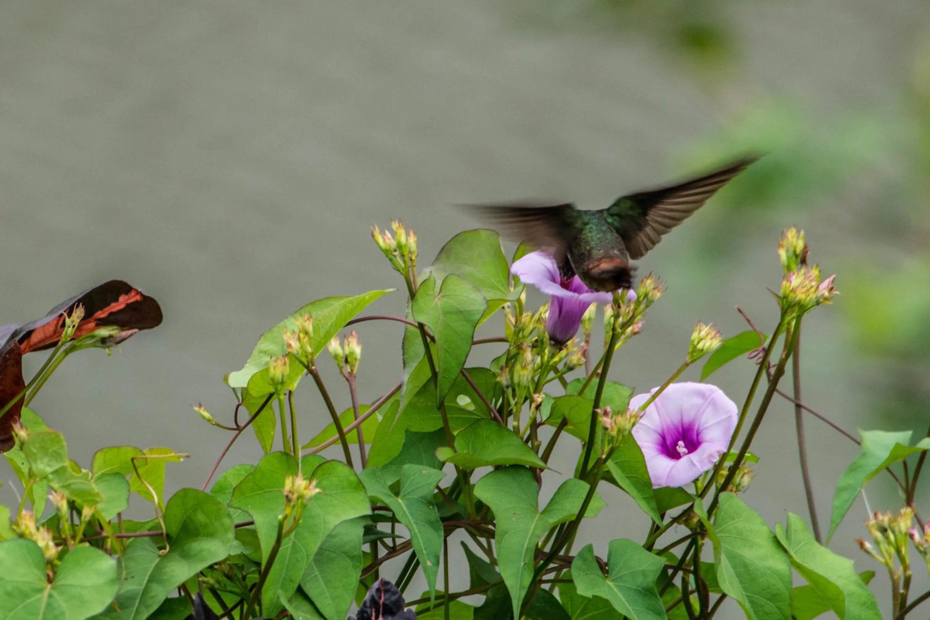 Animals in Lucky Bug Bed And Breakfast