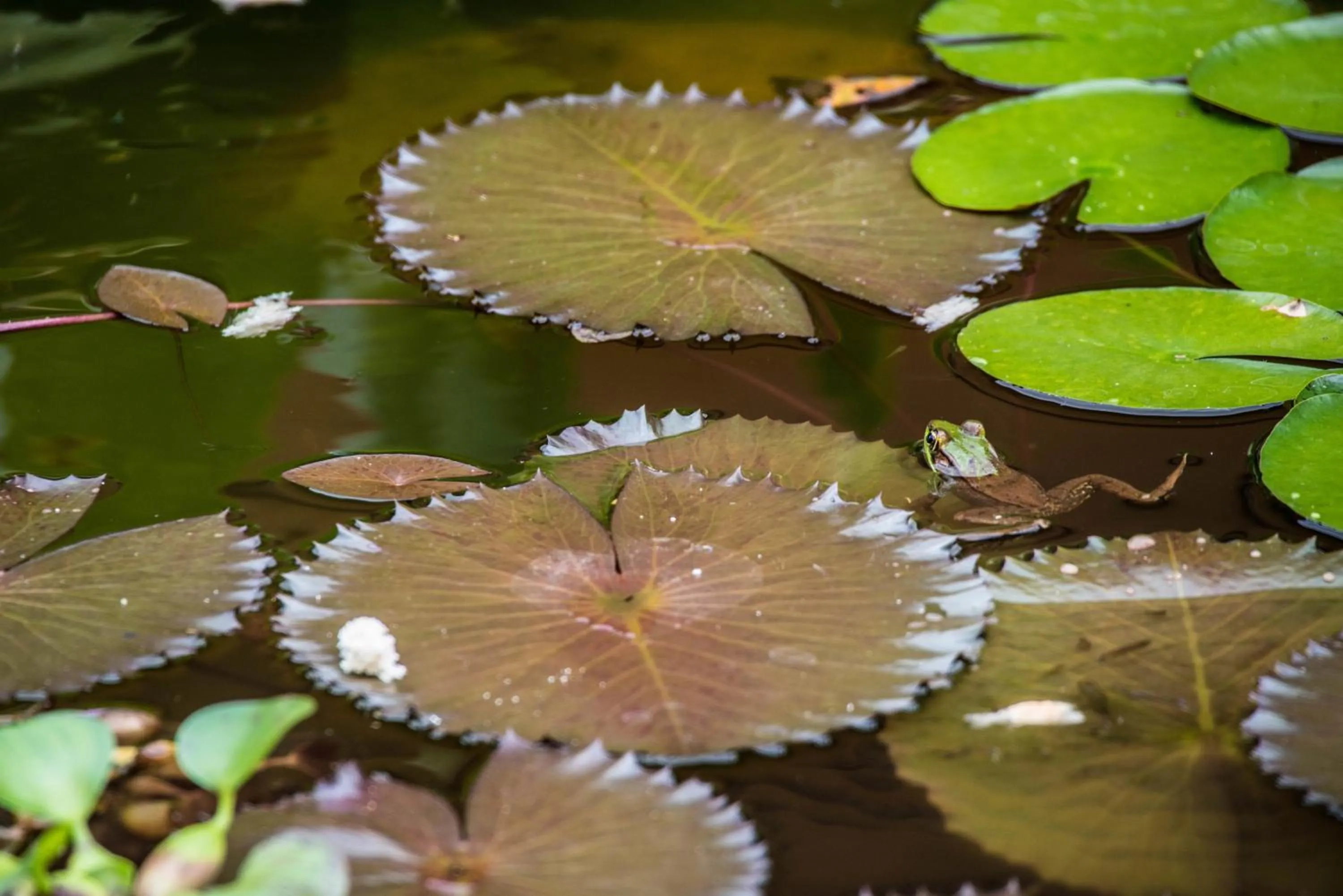 Animals in Lucky Bug Bed And Breakfast
