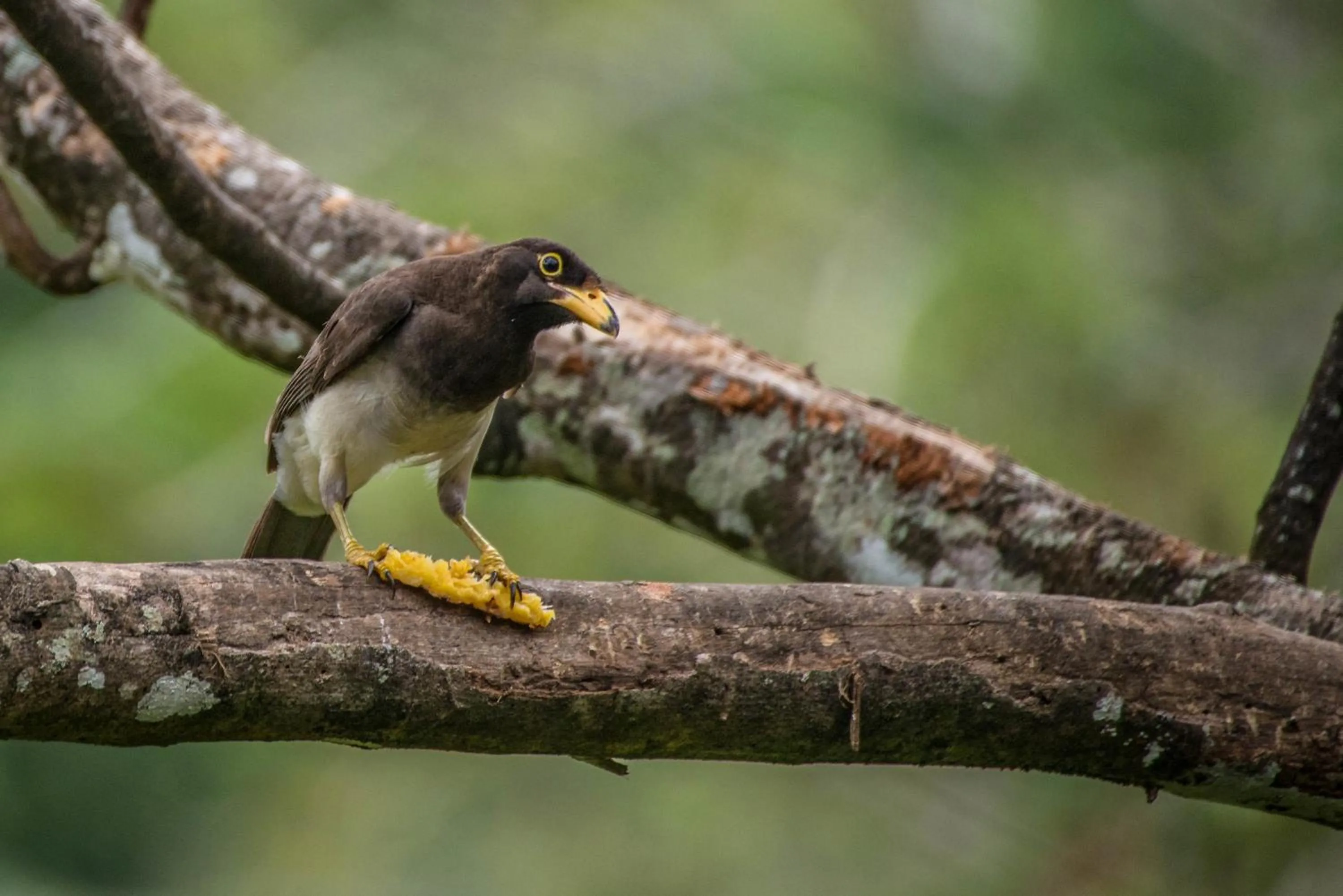 Animals in Lucky Bug Bed And Breakfast
