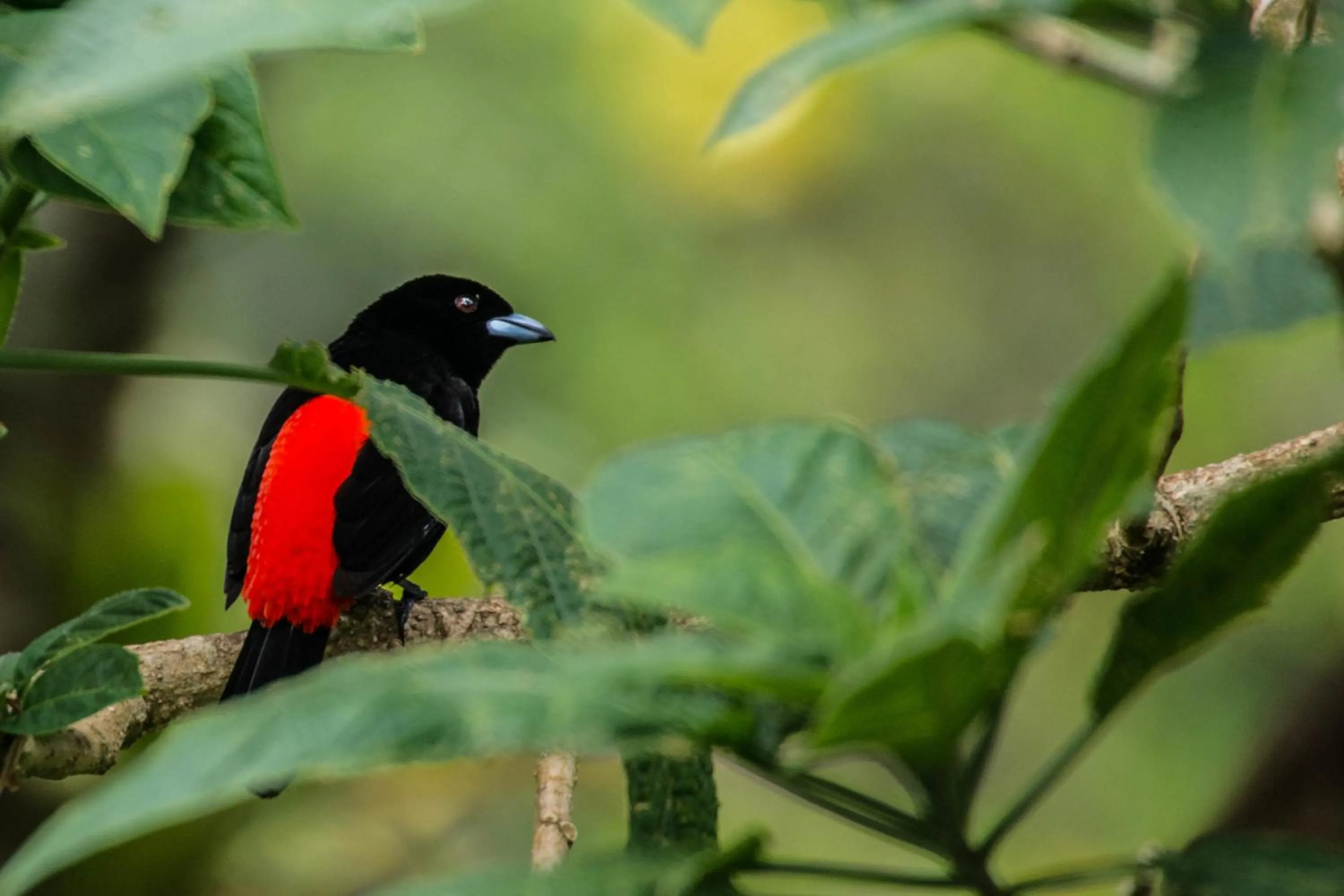 Animals in Lucky Bug Bed And Breakfast