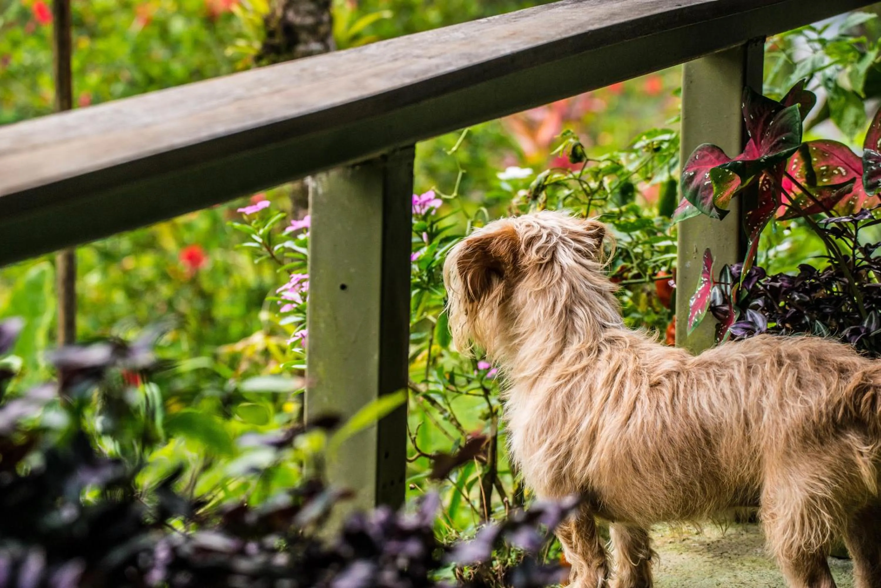 Pets in Lucky Bug Bed And Breakfast