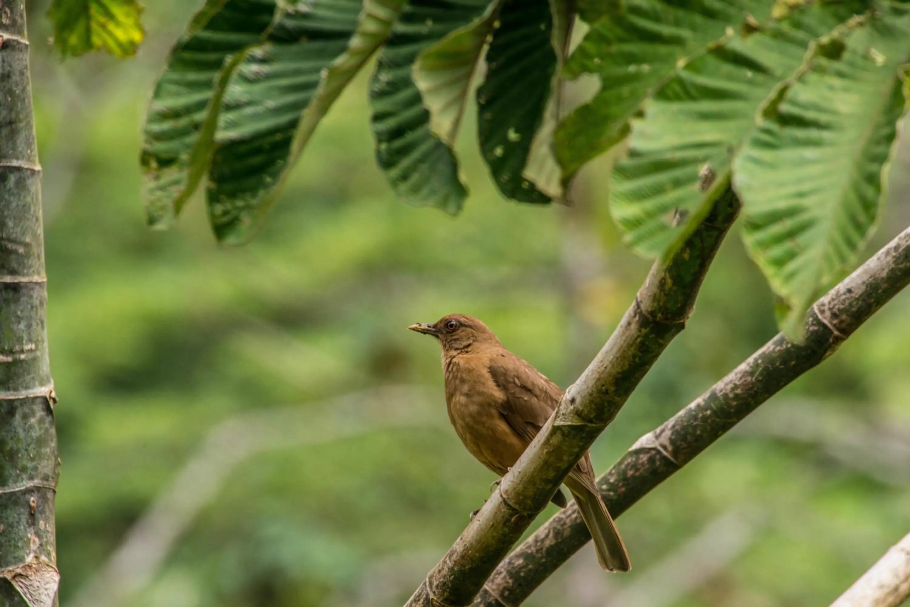 Animals in Lucky Bug Bed And Breakfast