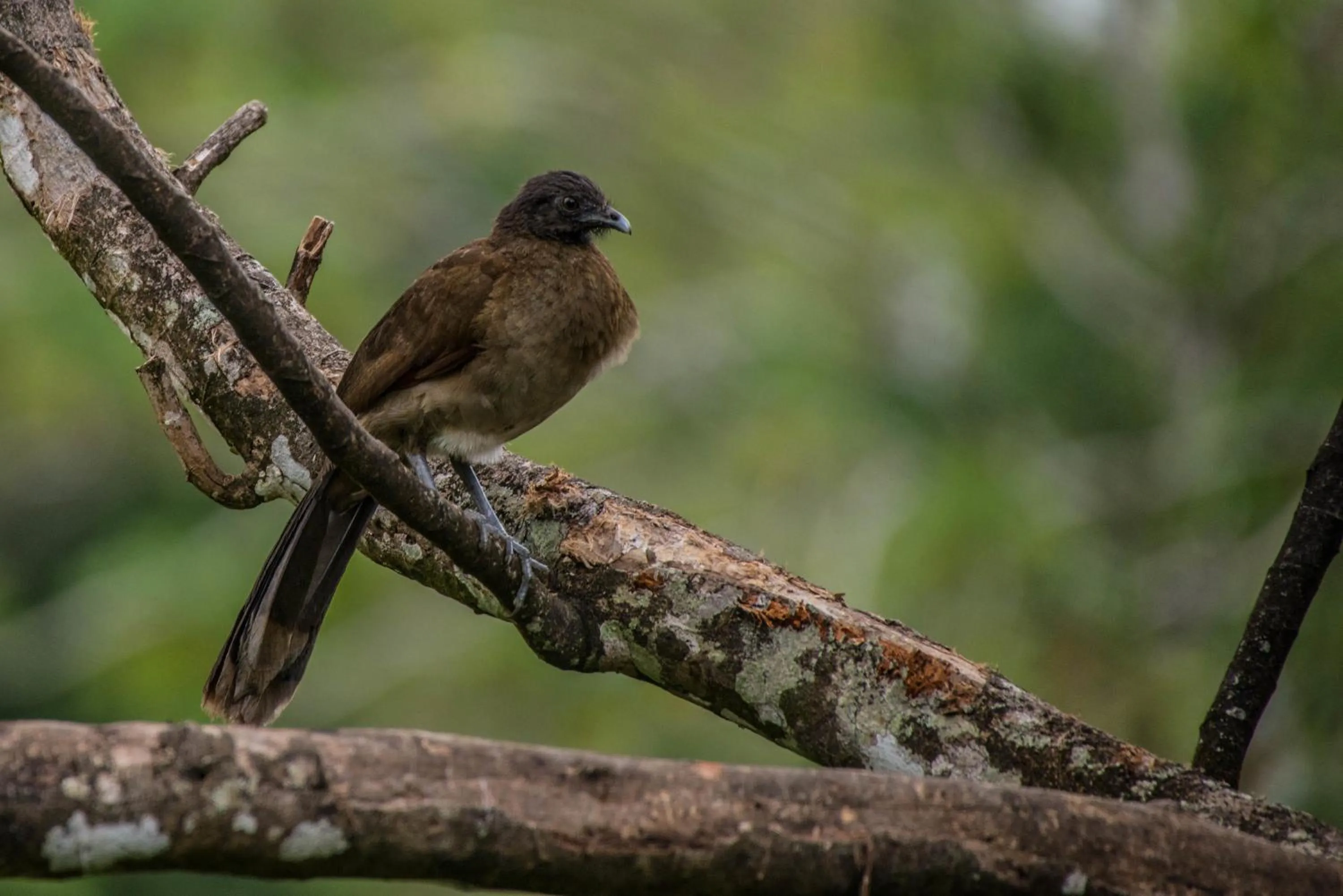 Animals in Lucky Bug Bed And Breakfast