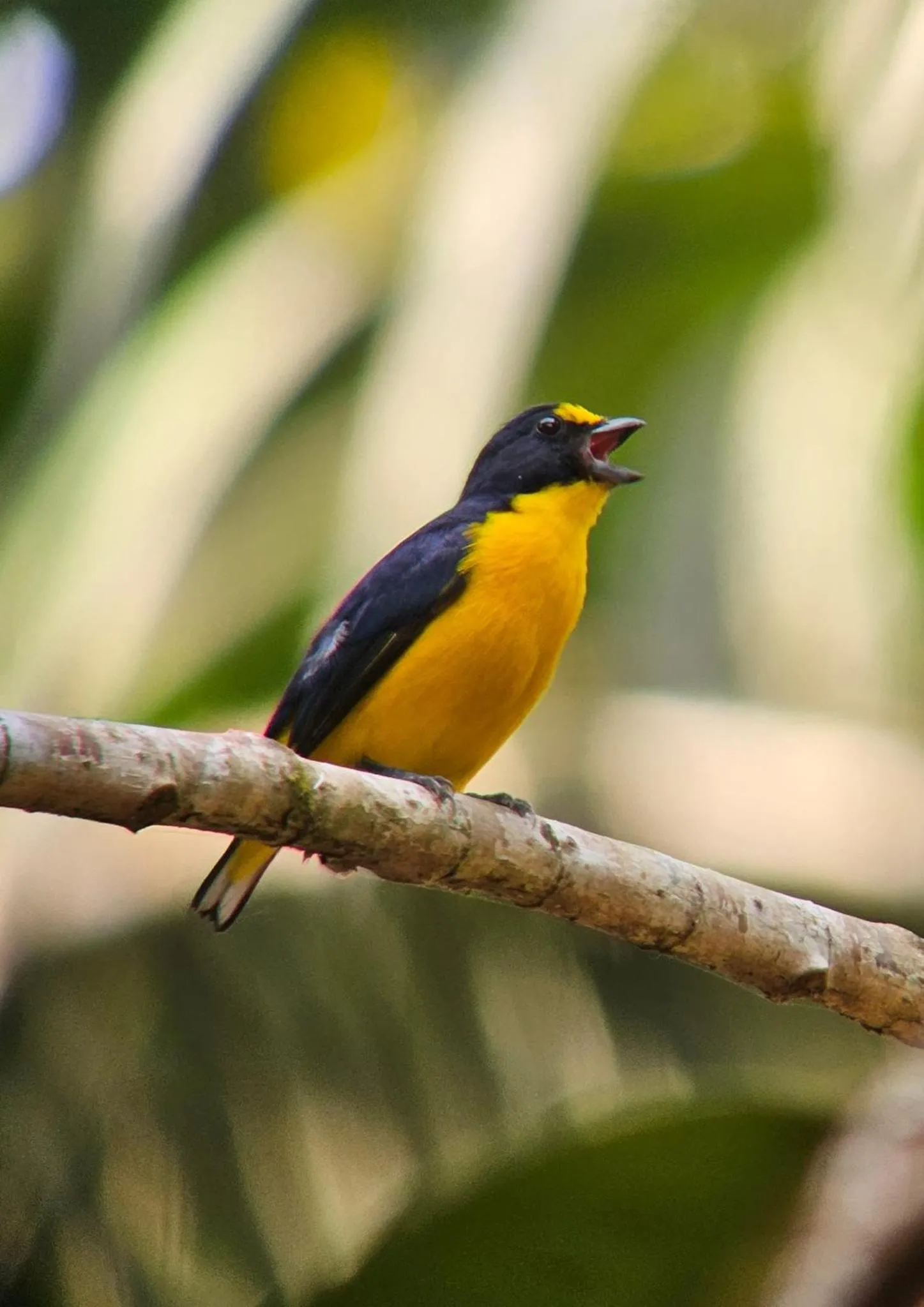 Animals in Sun Creek Lodge
