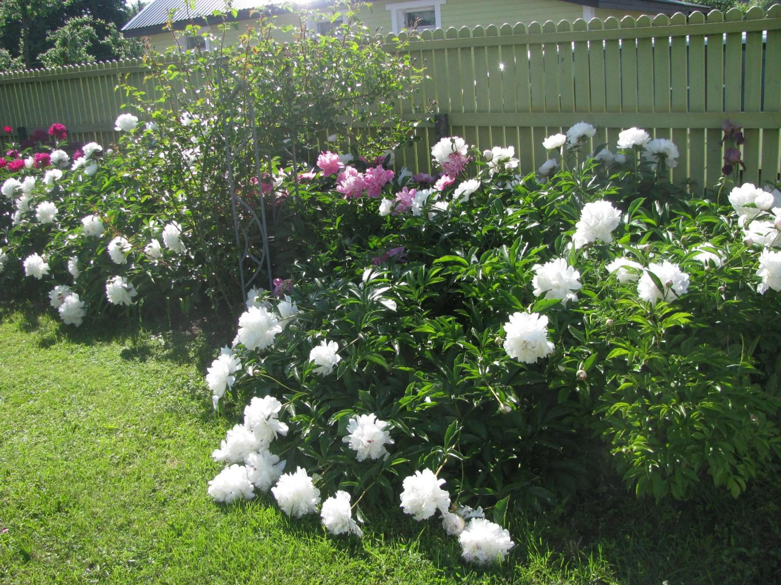 Garden in Soliid Apartment