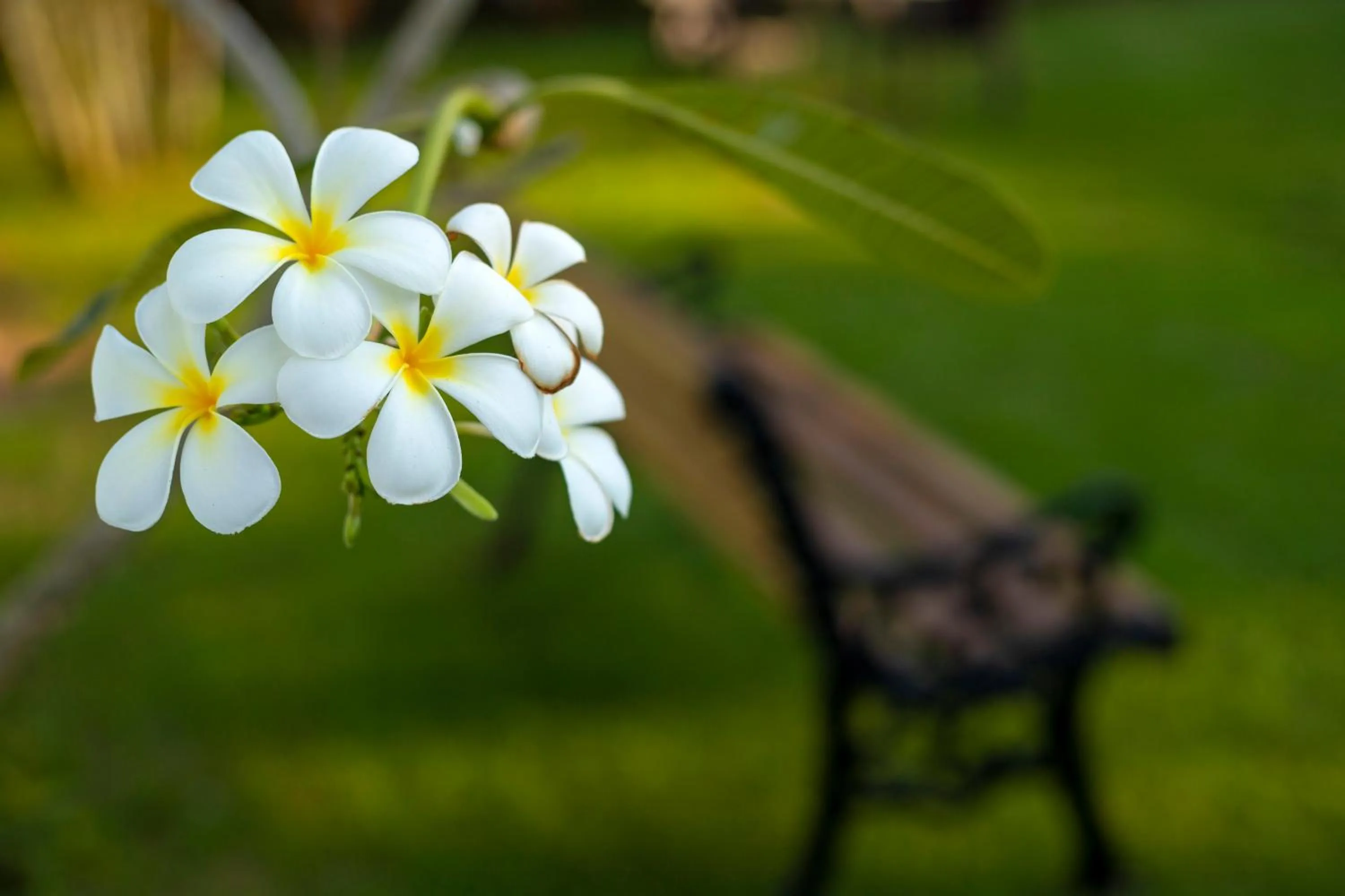 Garden in La Vaiencia Beach Resort, Morjim