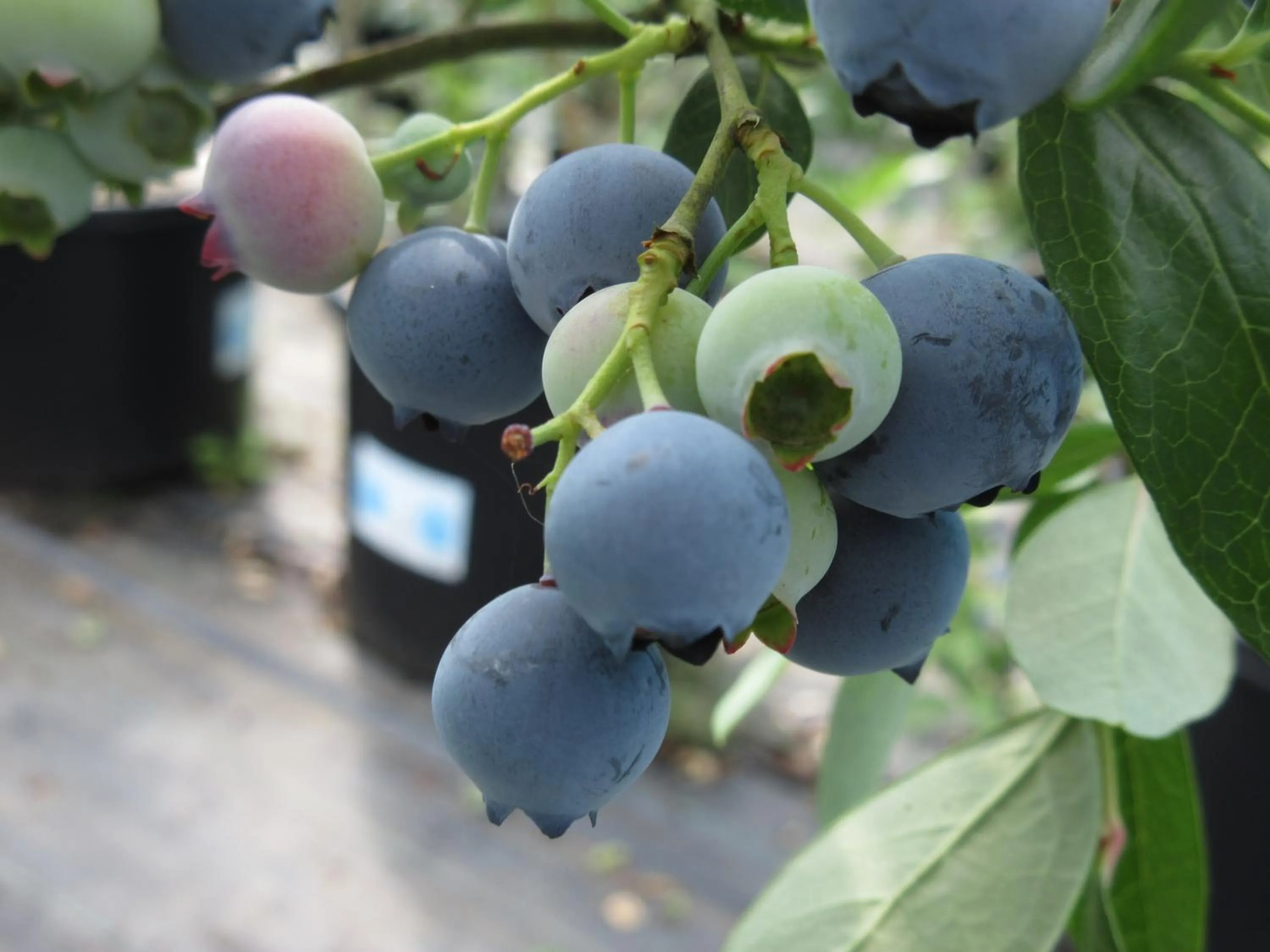 Garden in Hotel Second Stage