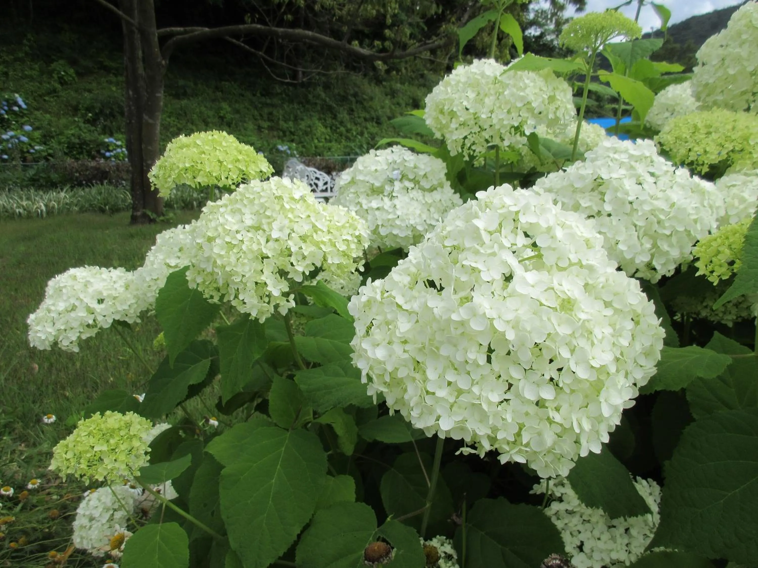Garden in Hotel Second Stage