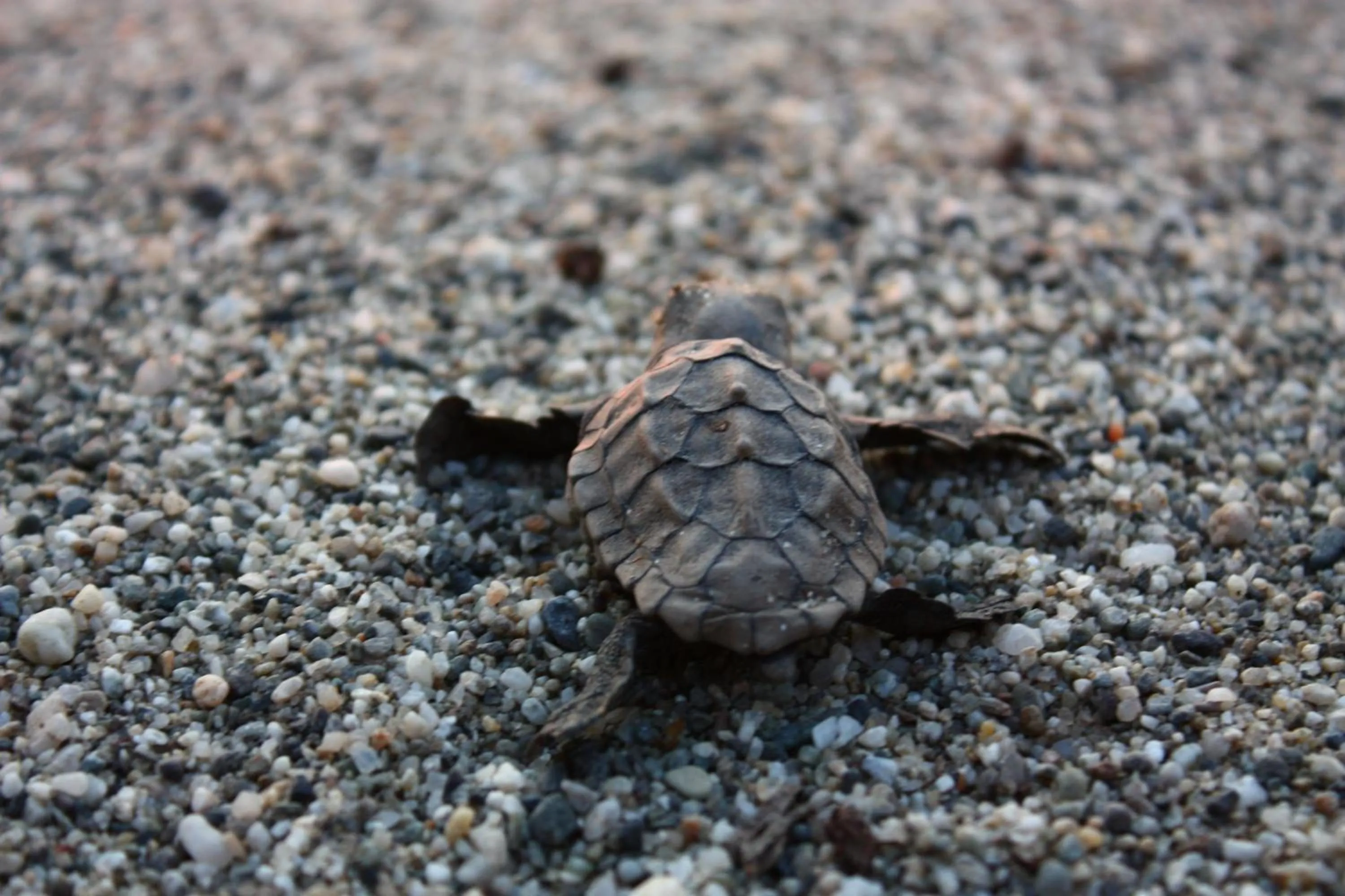 Animals in B&B Casa Cosmano