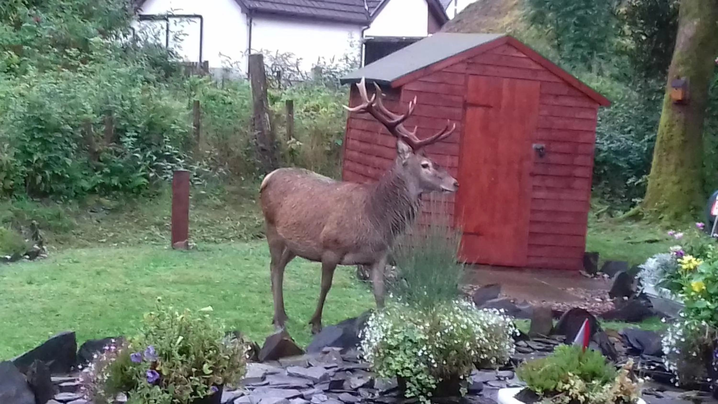 Animals in Beechwood Cottage B&B